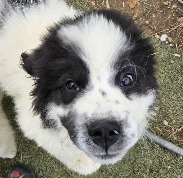 Moose Majestic, adopted, Puppy Male Great Pyrenees & Newfoundland Dog.