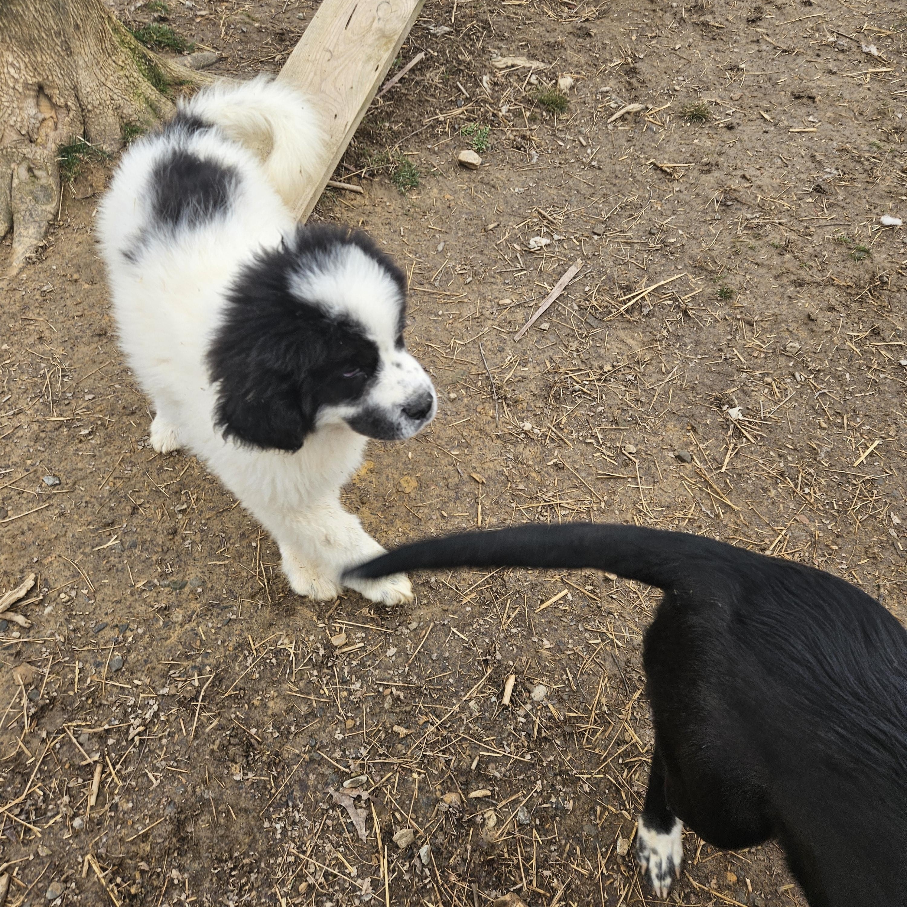Moose Majestic, an adopted mixed breed in Woburn, MA image 5/6
