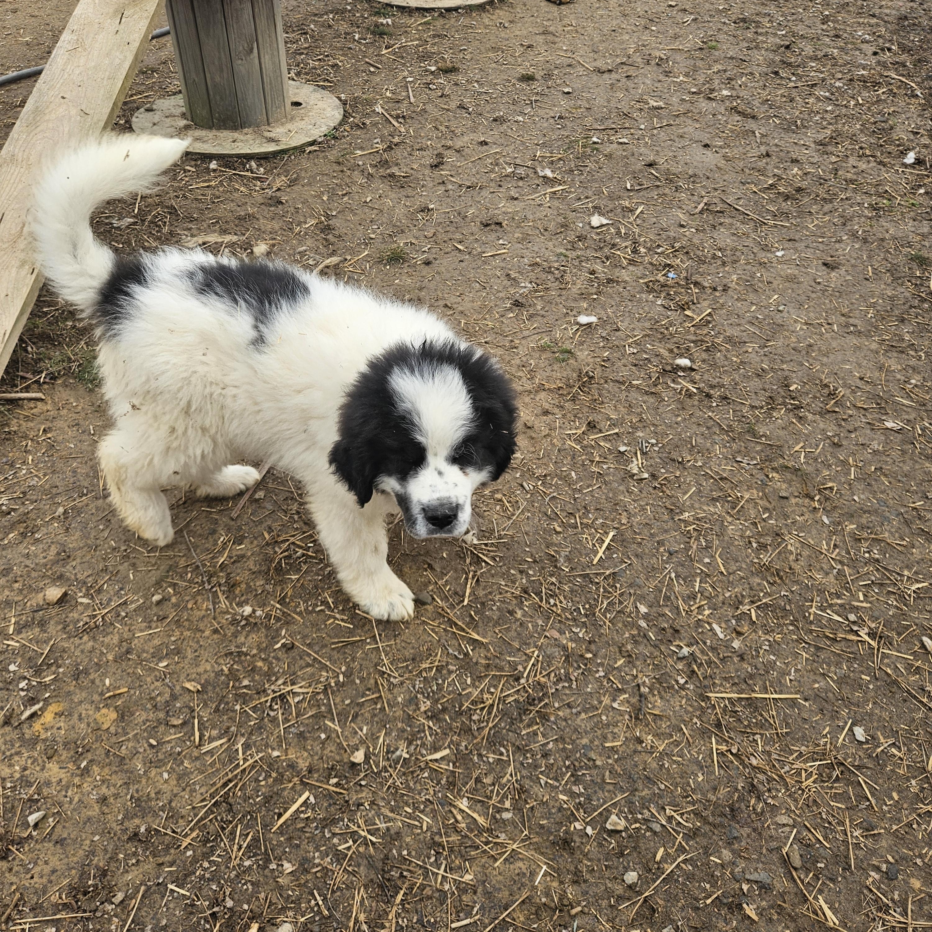 Moose Majestic, an adopted mixed breed in Woburn, MA image 4/6