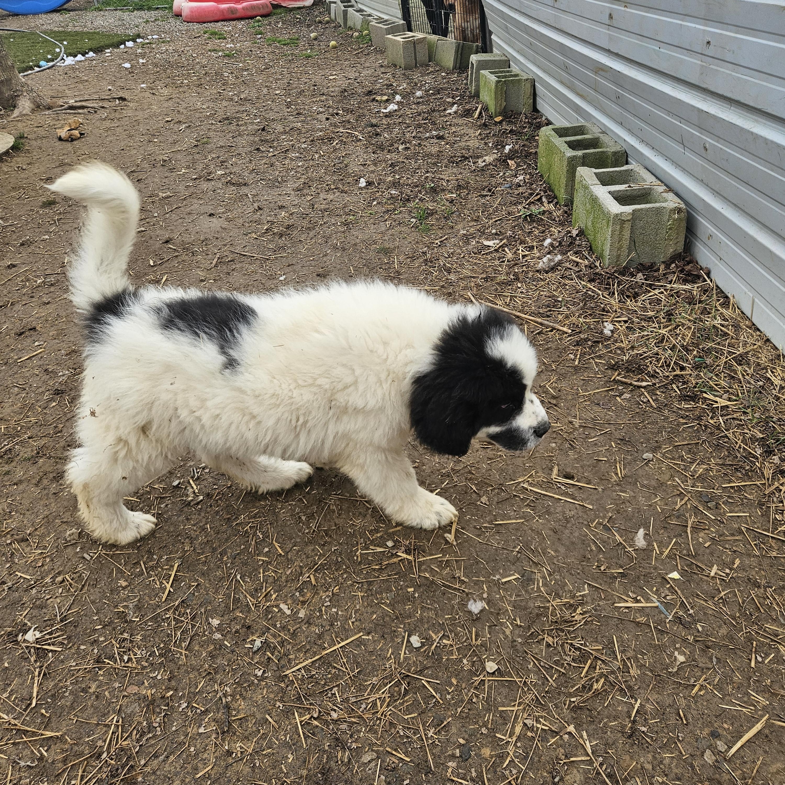 Moose Majestic, an adopted mixed breed in Woburn, MA image 2/6