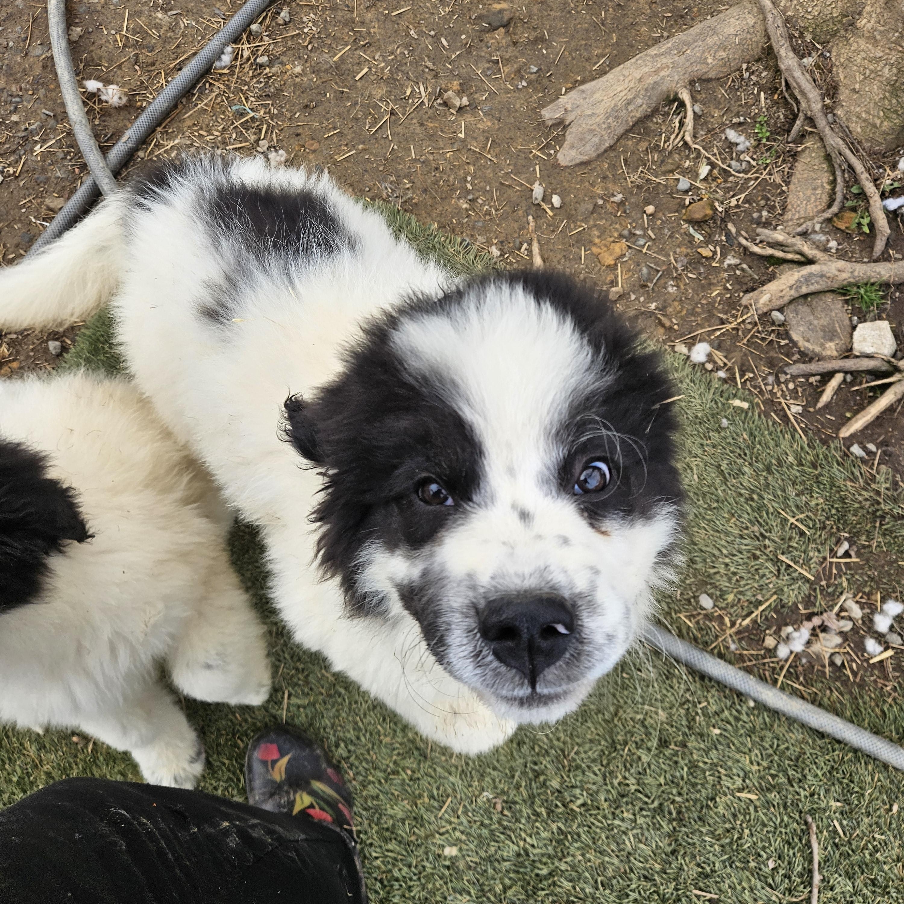 Moose Majestic, an adopted mixed breed in Woburn, MA image 3/6
