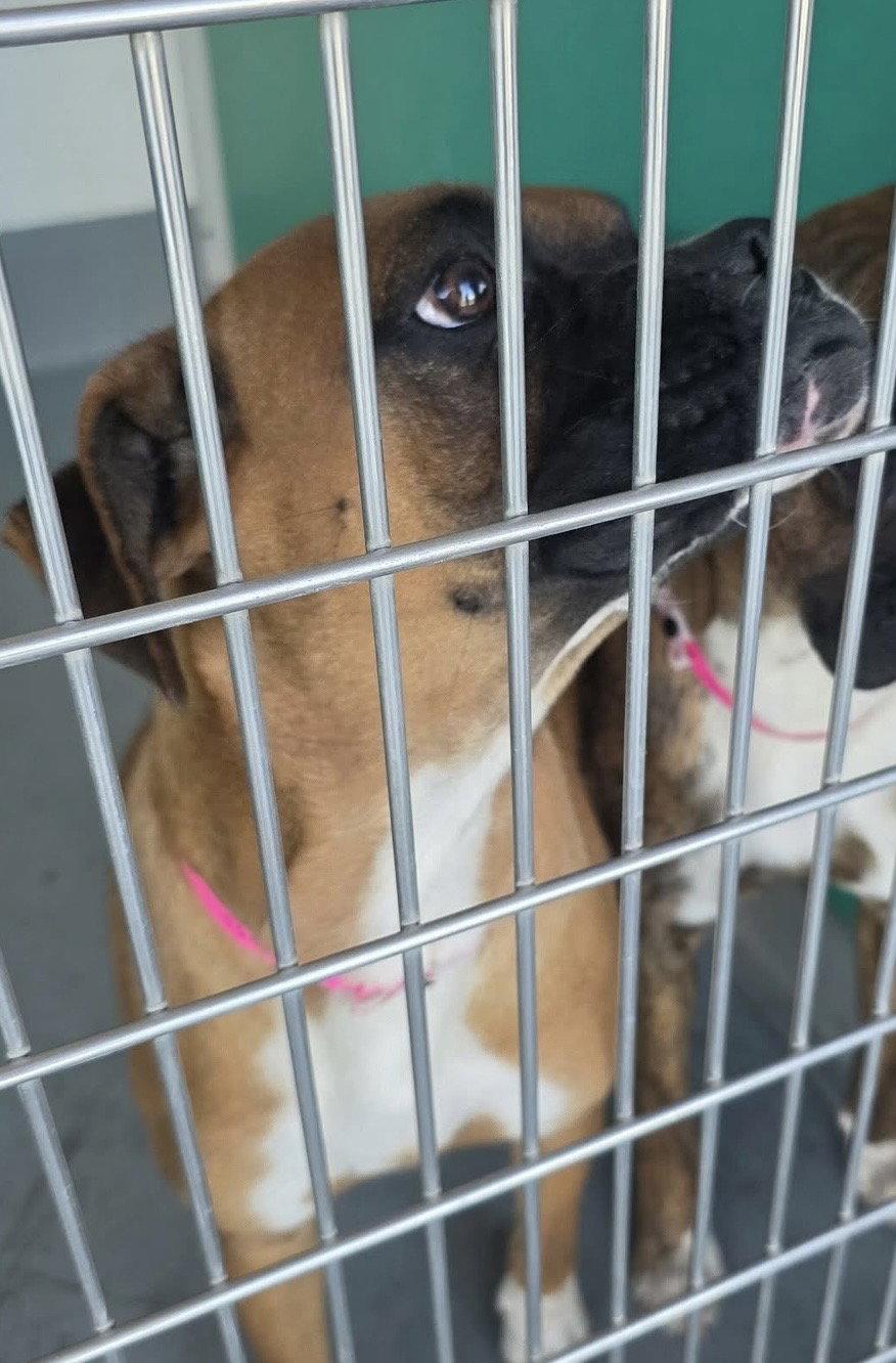 Enlarge Preslee, a Adopted Boxer in Stanwood, WA image 1/1
