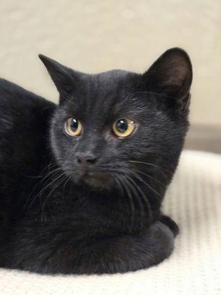 Toph, Adoptable, Young Female Domestic Short Hair.