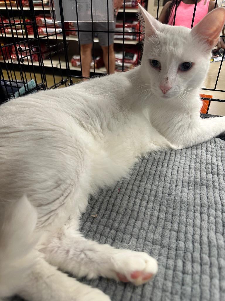 Enlarge Obanai, a Adoptable Domestic Short Hair in warrenville, SC image 1/1