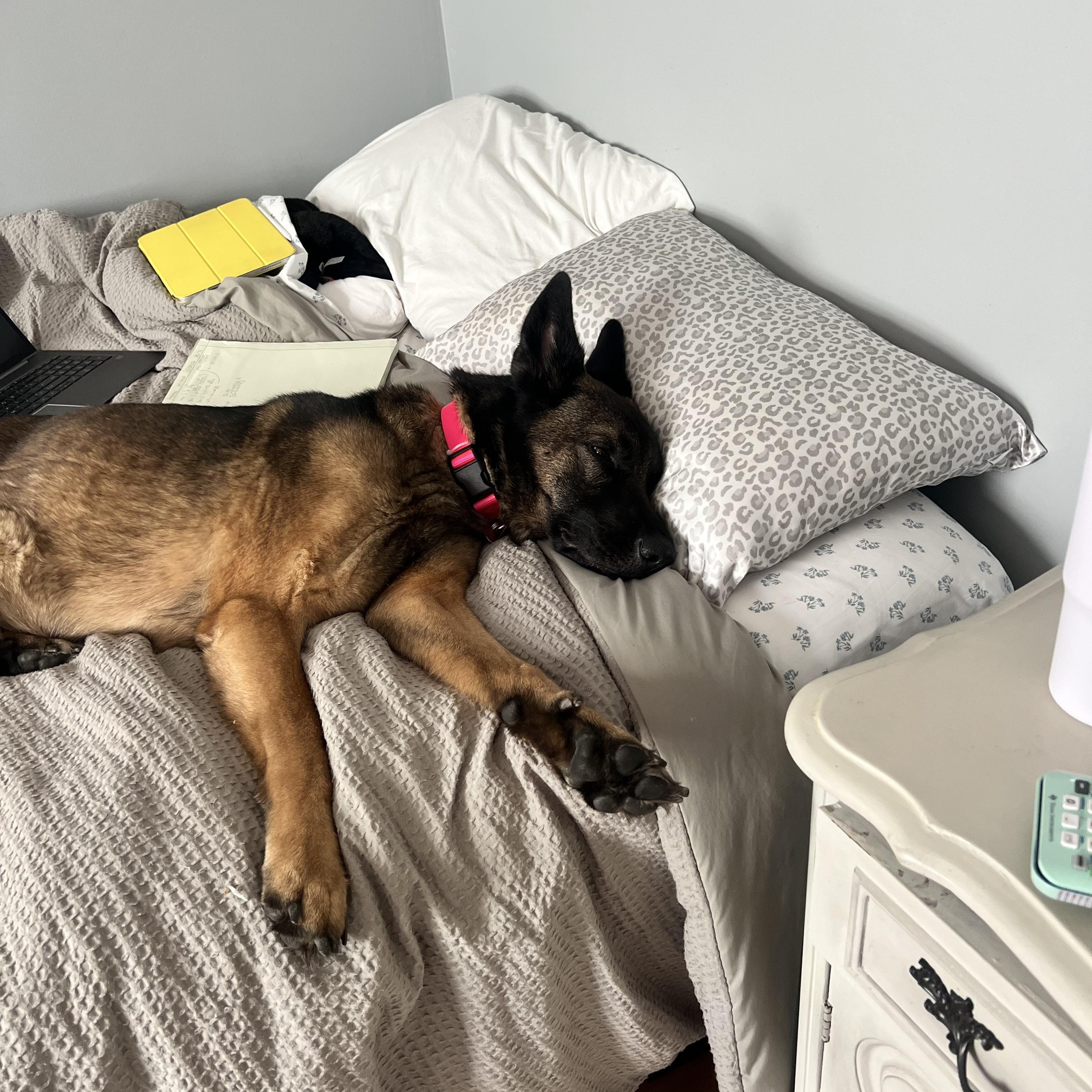 Freya - Local Girl, a Adoptable mixed breed in Andover, MA image 3/6