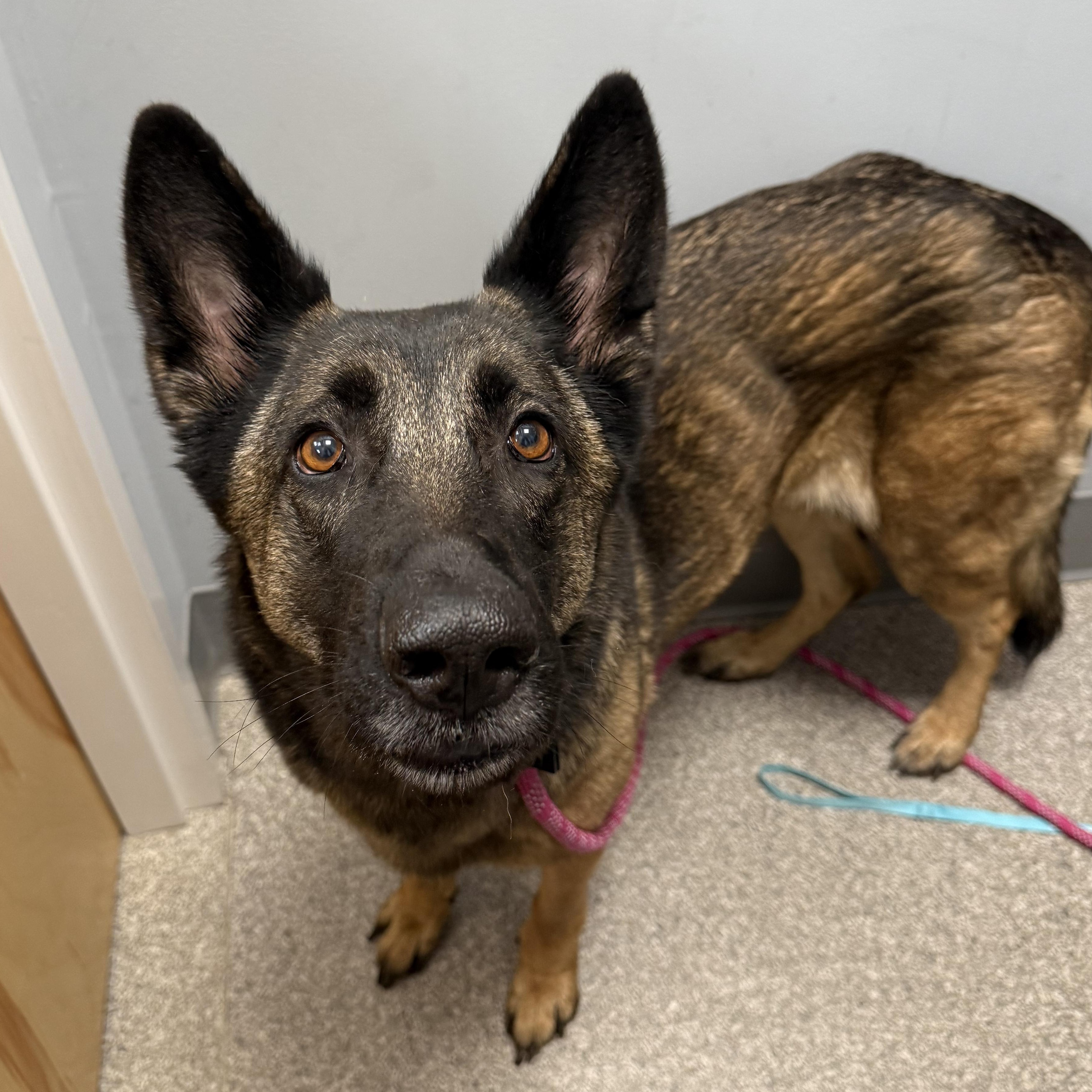 Freya - Local Girl, a Adoptable mixed breed in Andover, MA image 2/6