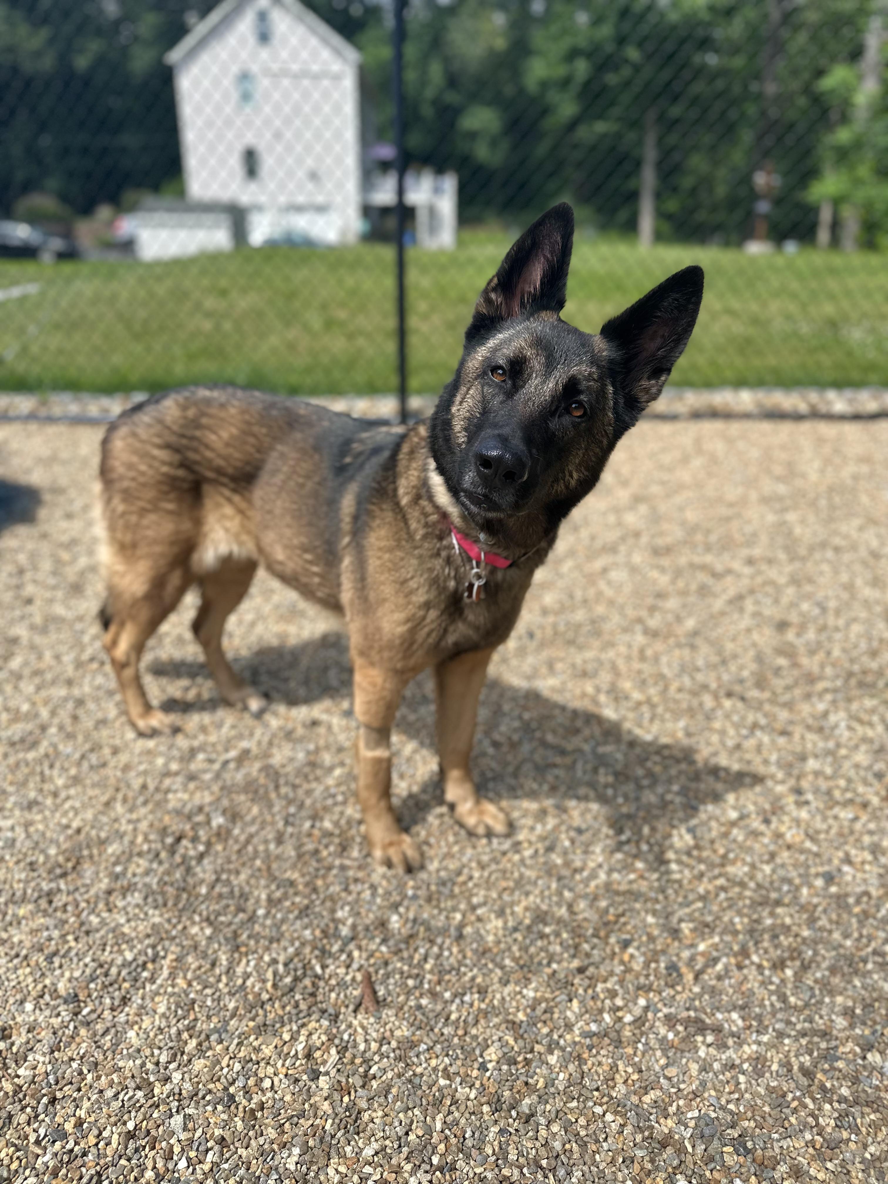 Freya - Local Girl, a Adoptable mixed breed in Andover, MA image 6/6