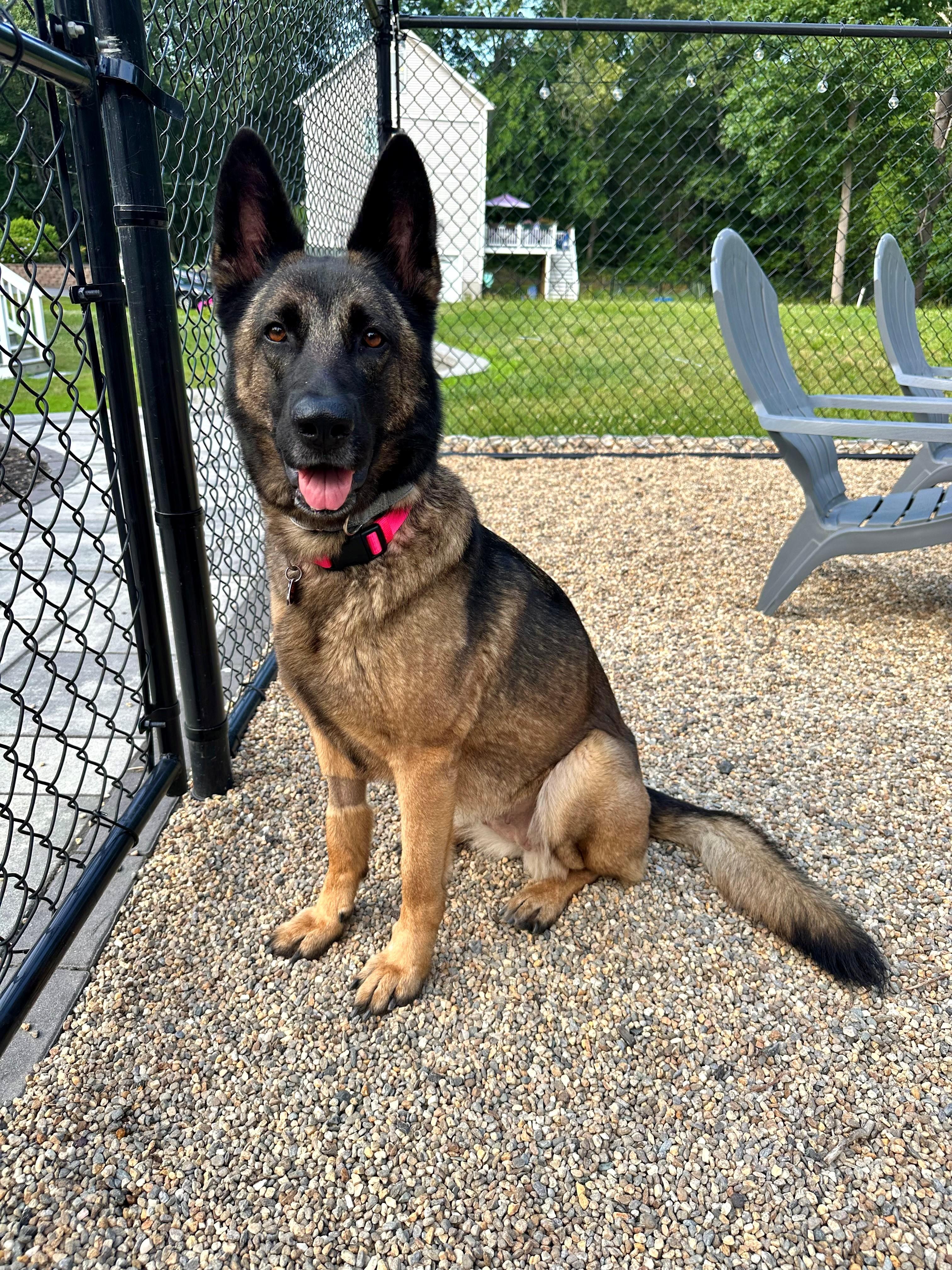 Freya - Local Girl, a Adoptable mixed breed in Andover, MA image 5/6