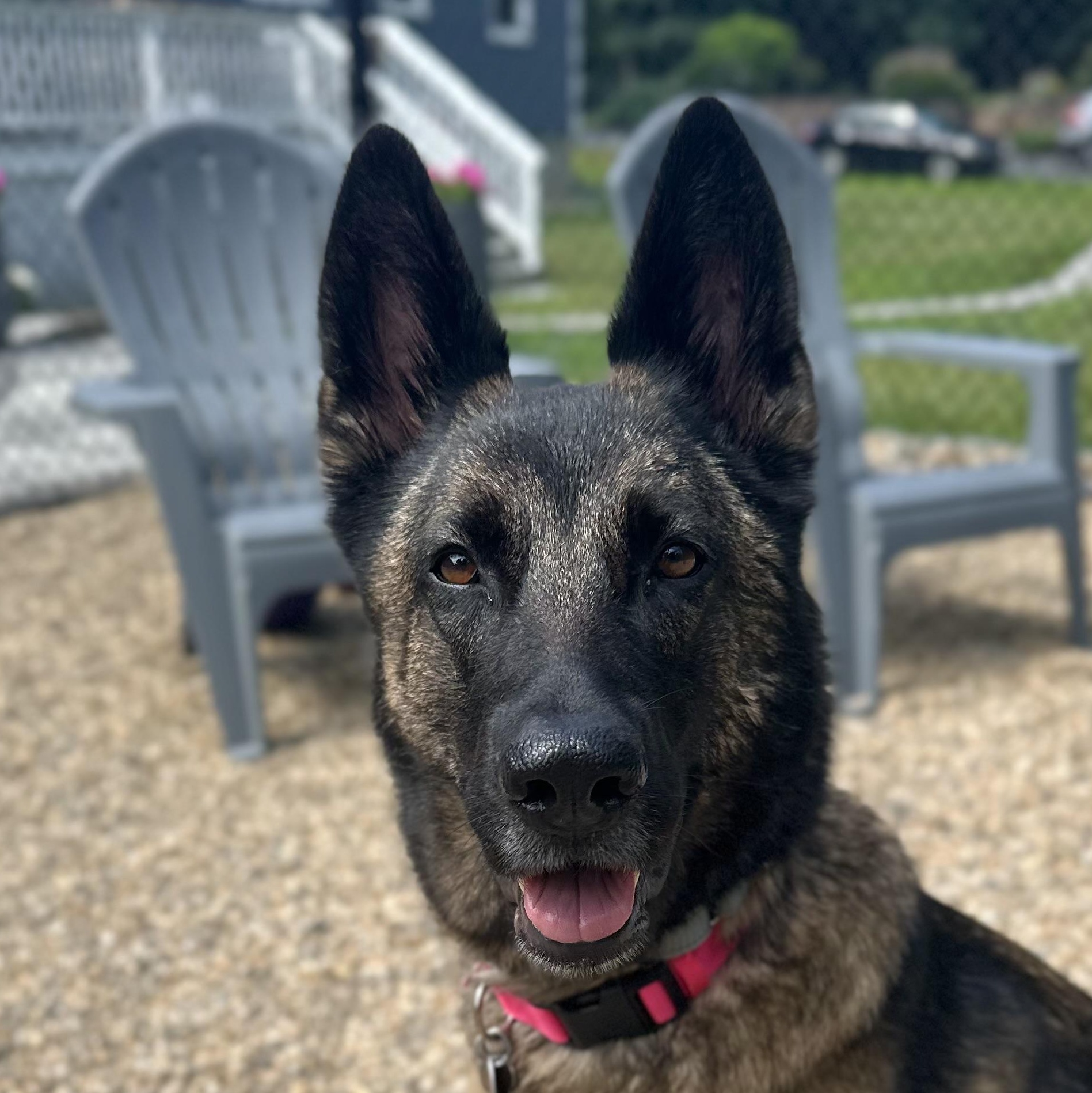 Freya - Local Girl, a Adoptable mixed breed in Andover, MA image 1/6
