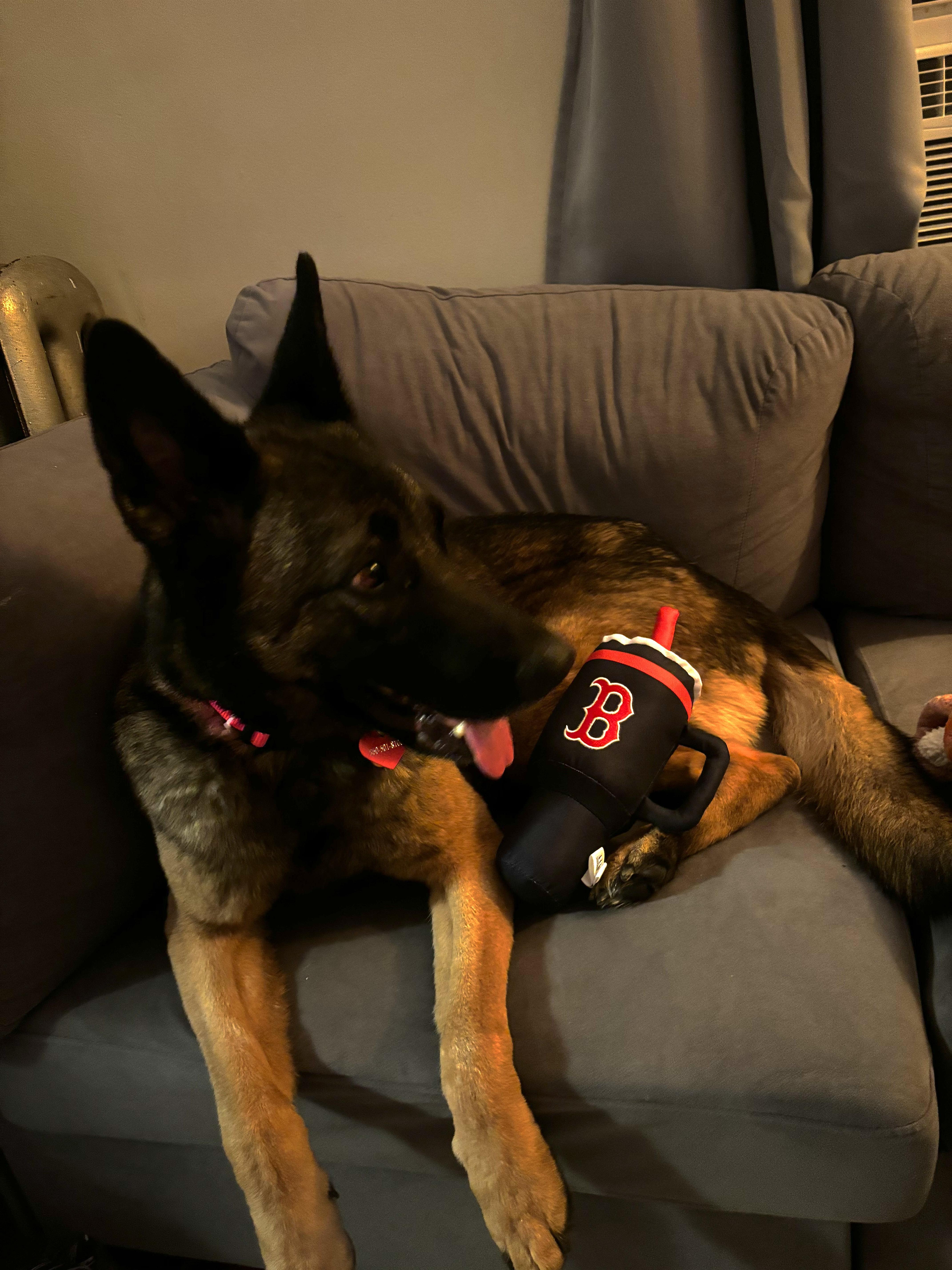 Freya - Local Girl, a Adoptable mixed breed in Andover, MA image 4/6