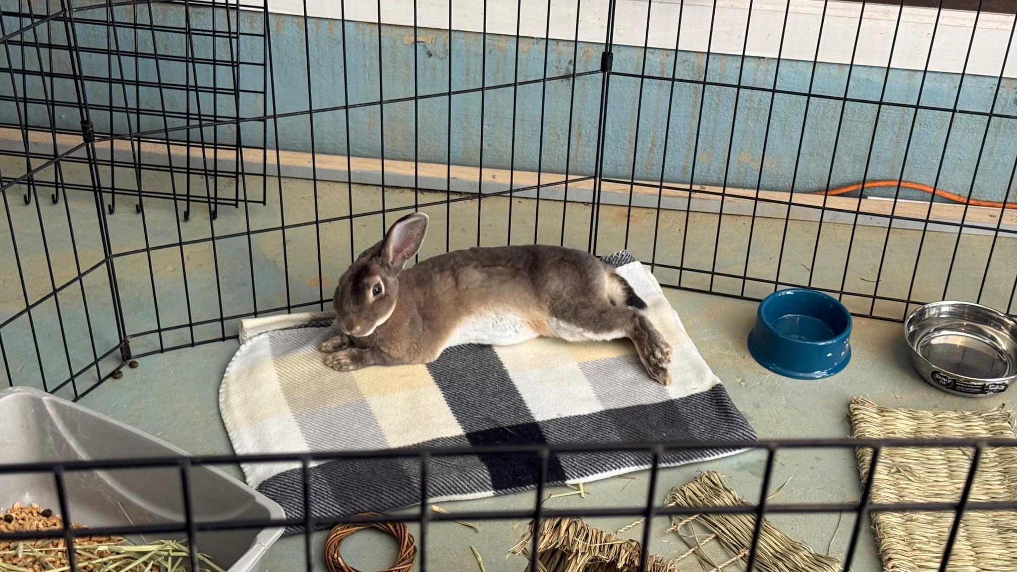 Mister Frodo, ADOPTABLE, Adult Male Mini Rex.