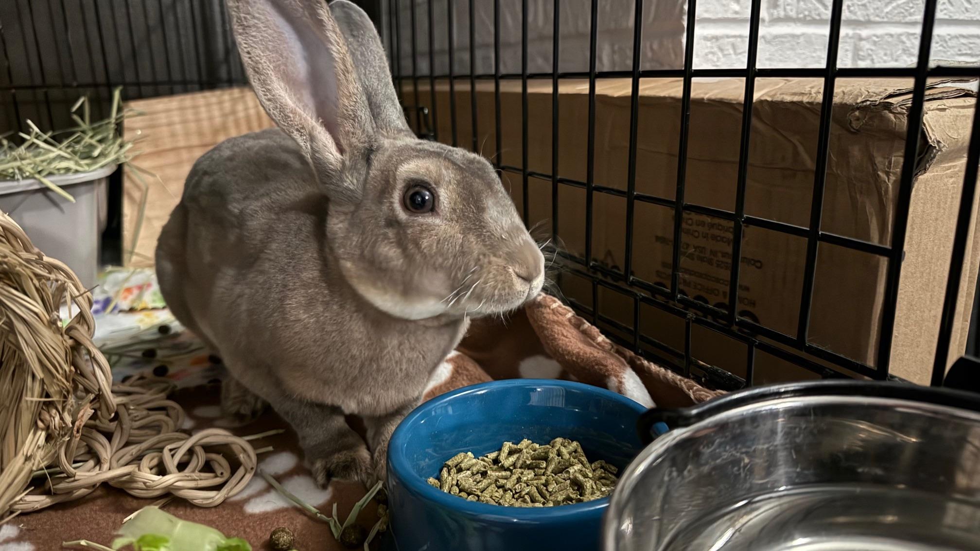 Enlarge Mister Frodo, a ADOPTABLE Mini Rex in Philadelphia, PA image 2/2
