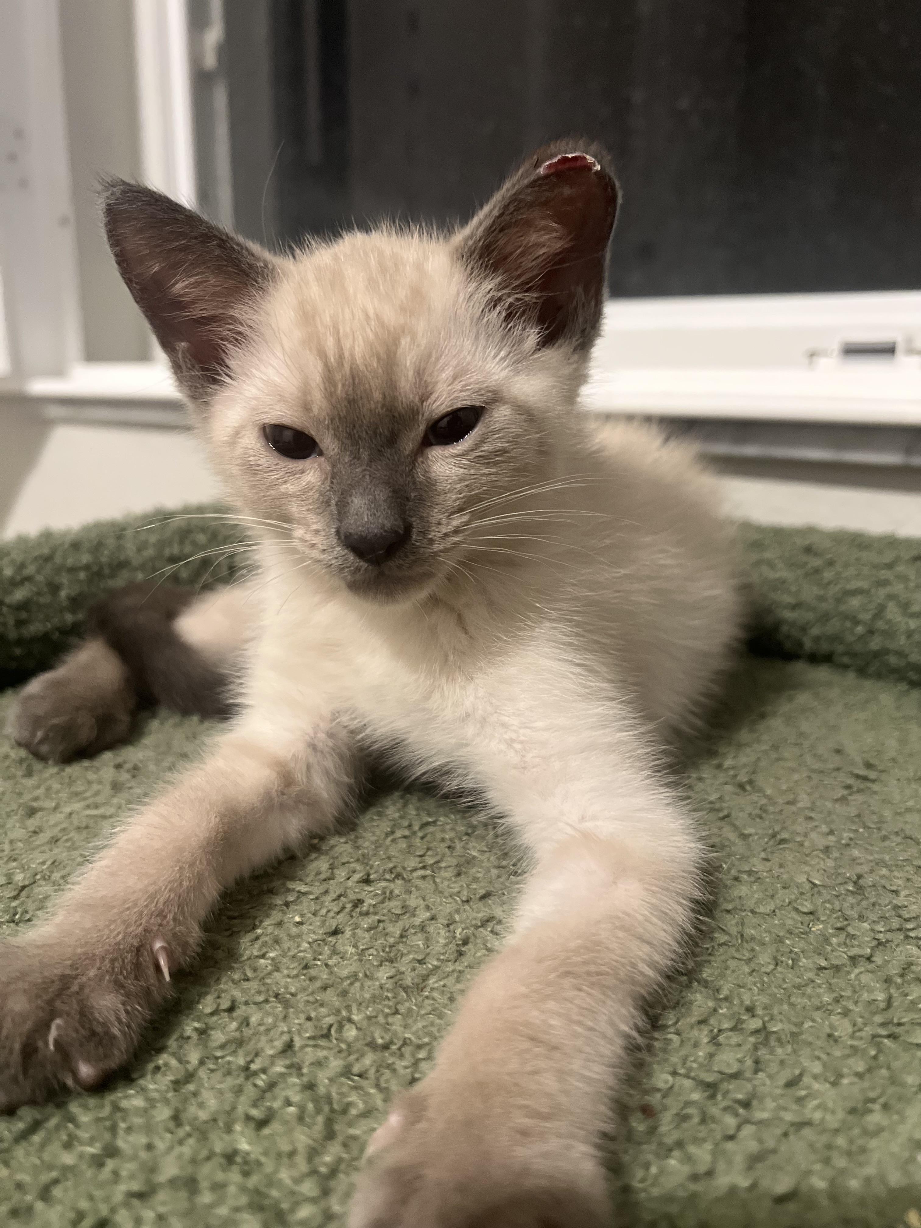 Ryder, adopted, Kitten Male Siamese.