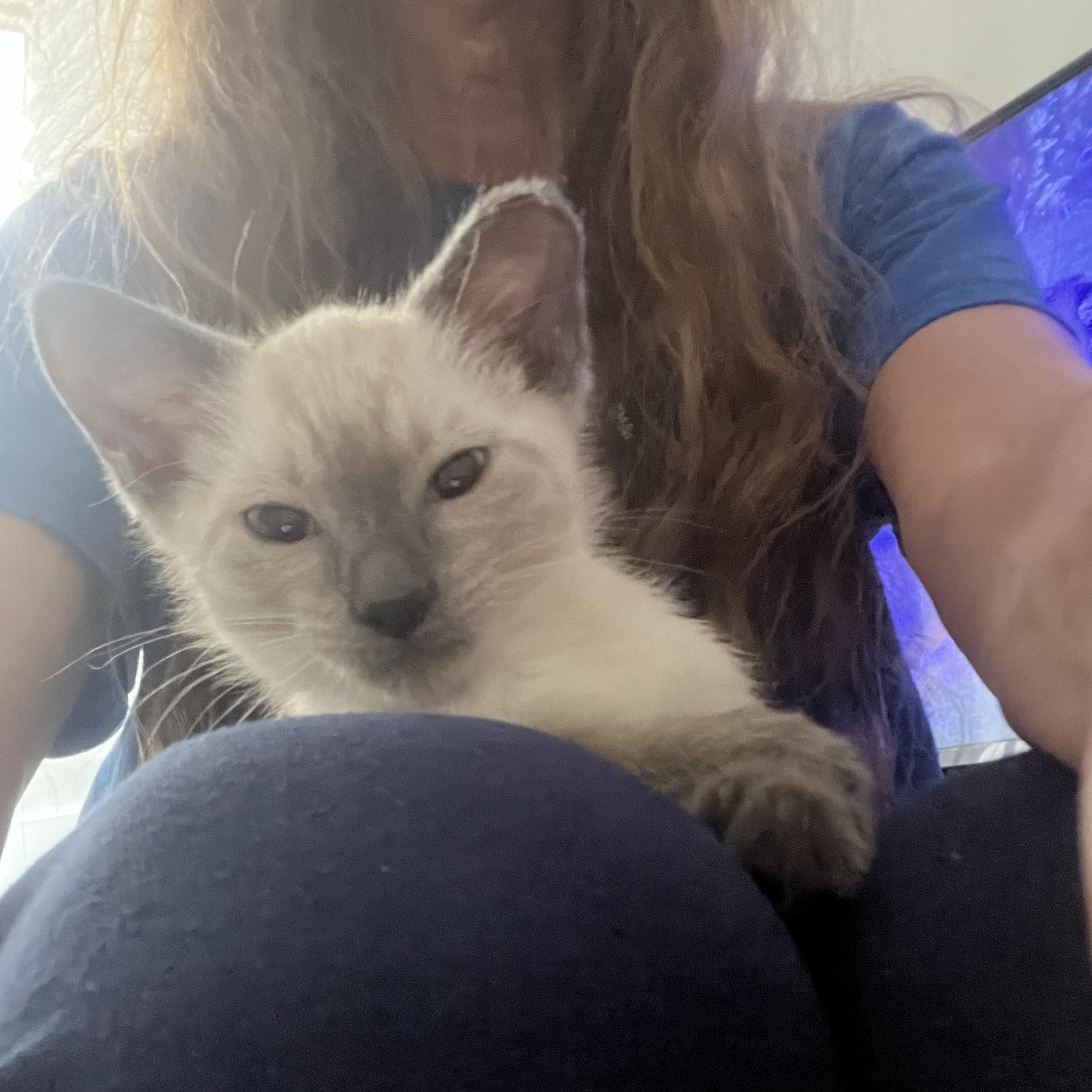 Ryder, an adopted Siamese in New York, NY image 2/3
