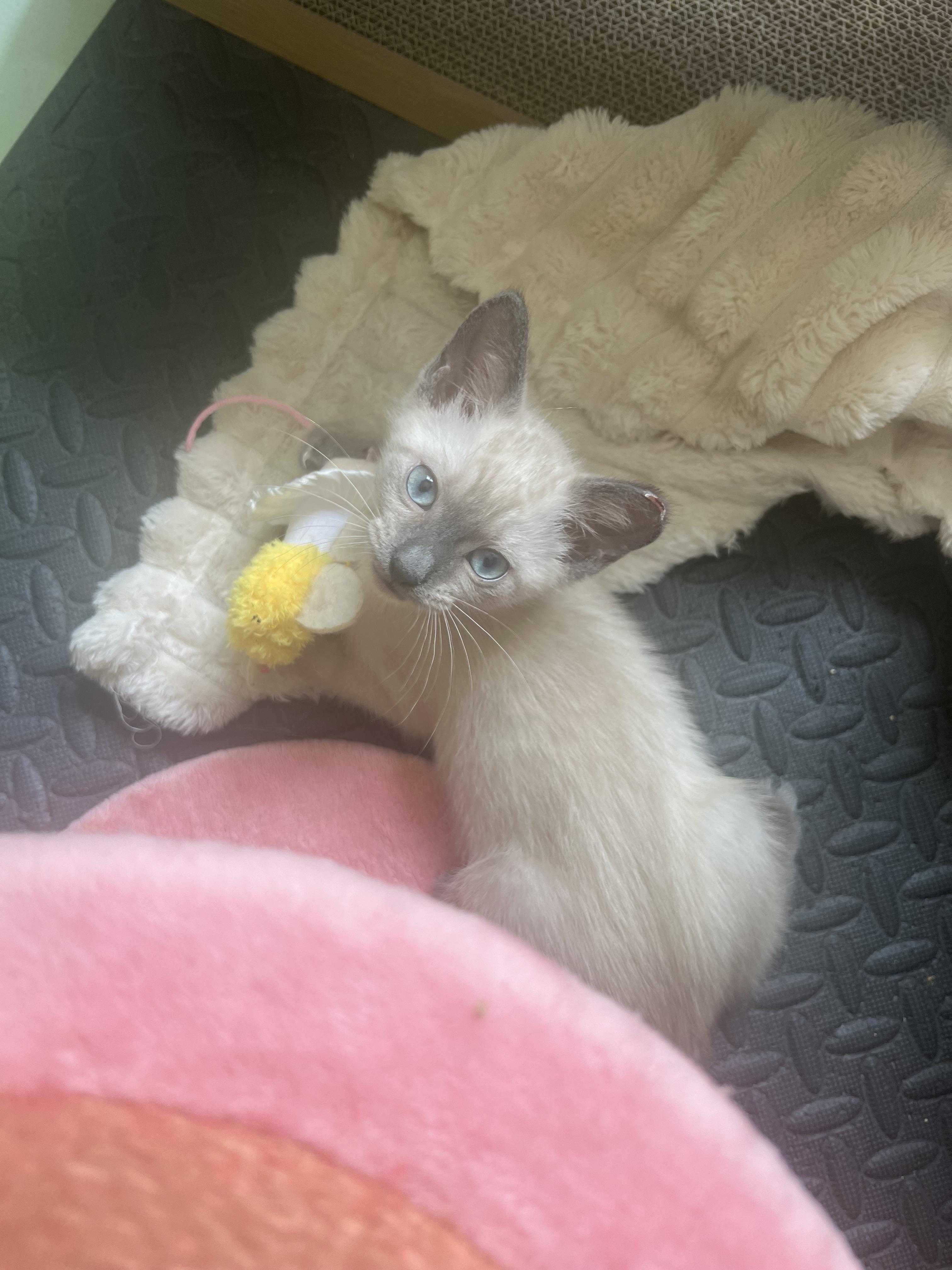 Ryder, an adopted Siamese in New York, NY image 3/3