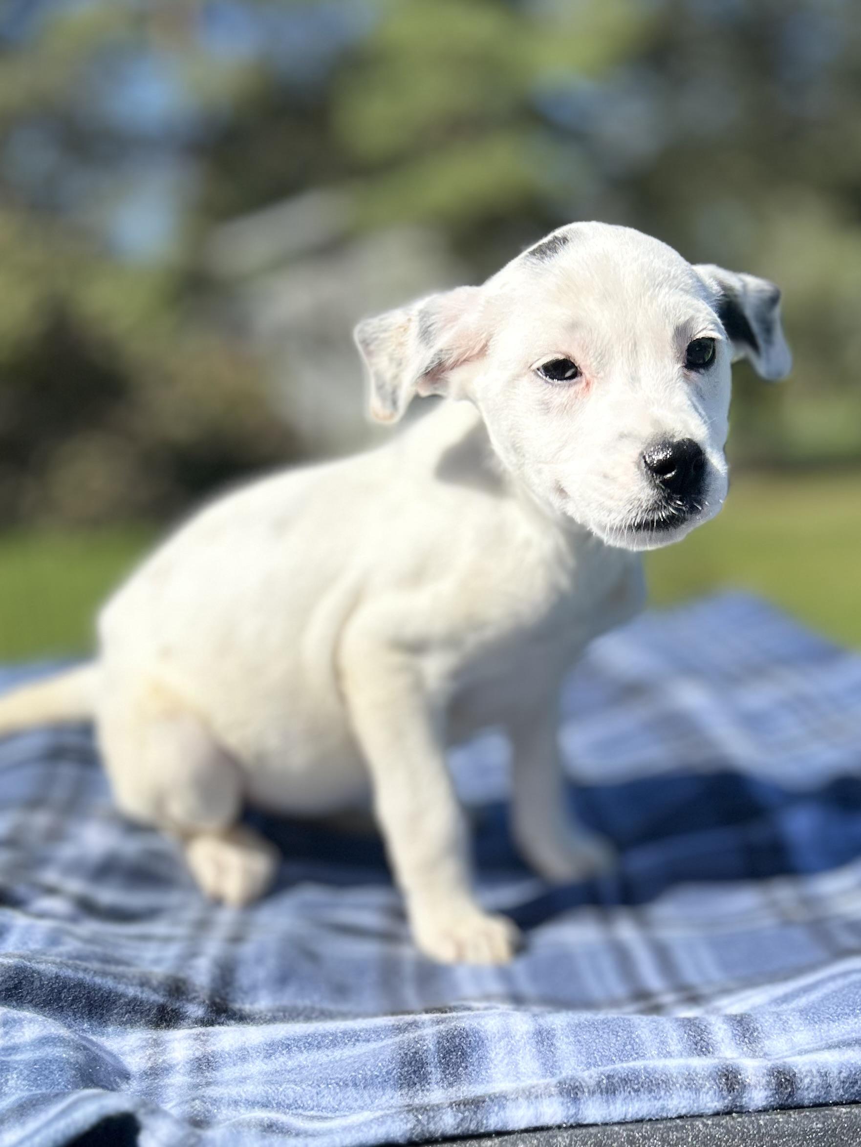 Enlarge Amelia, an adoptable mixed breed in West Falls, NY image 2/3