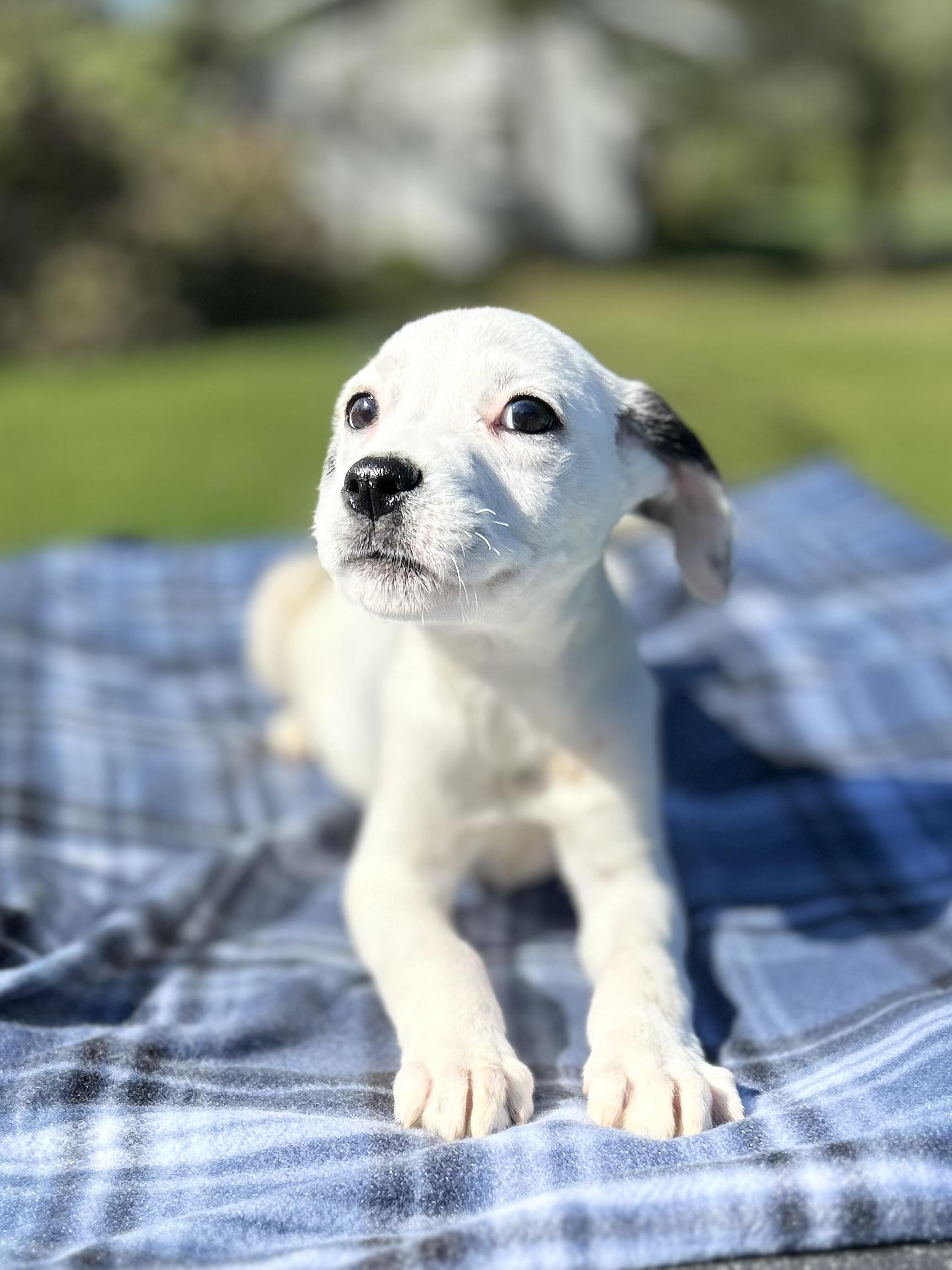Amelia, adoptable, Puppy Female Border Collie.