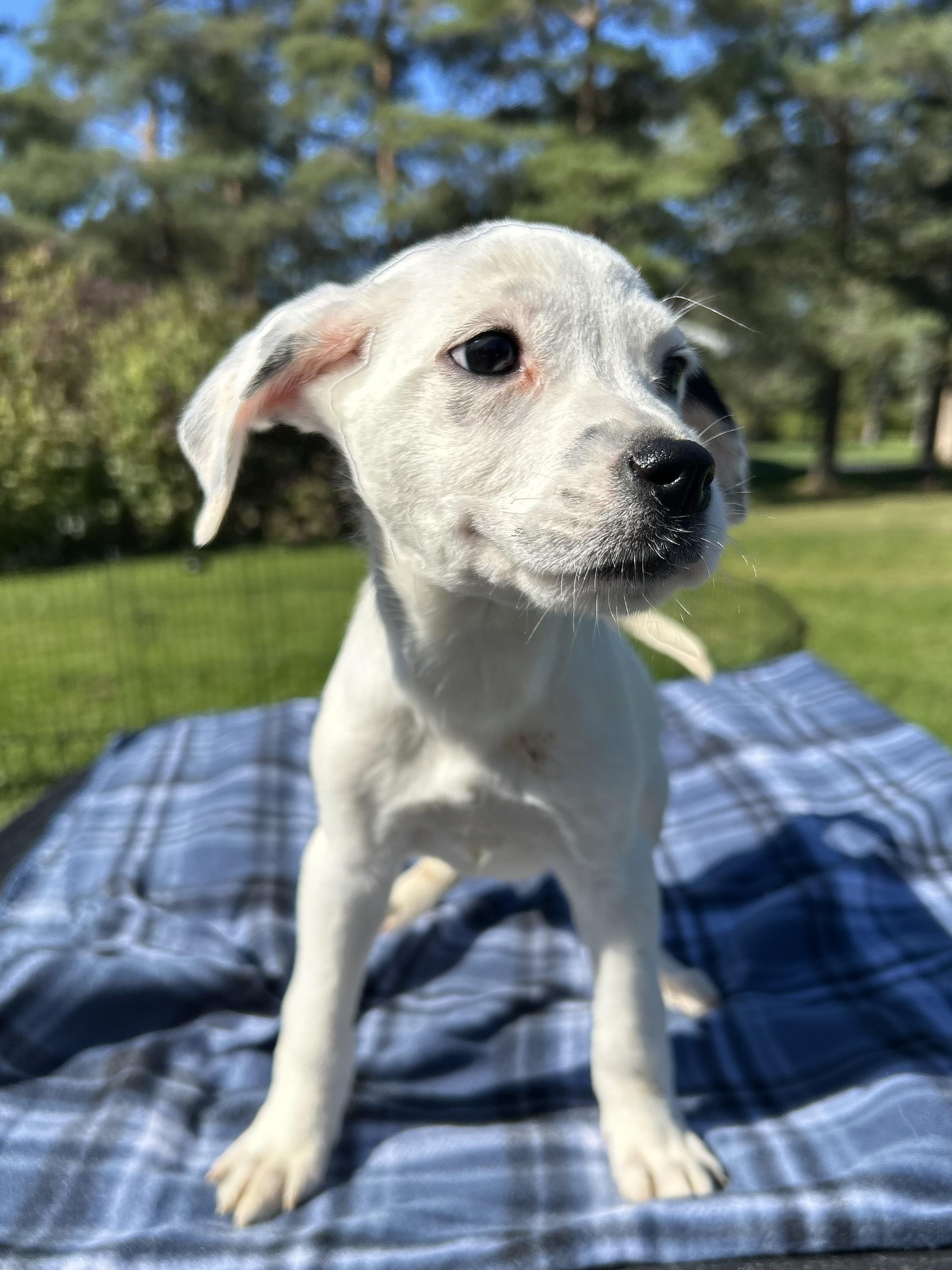 Enlarge Amelia, an adoptable mixed breed in West Falls, NY image 3/3