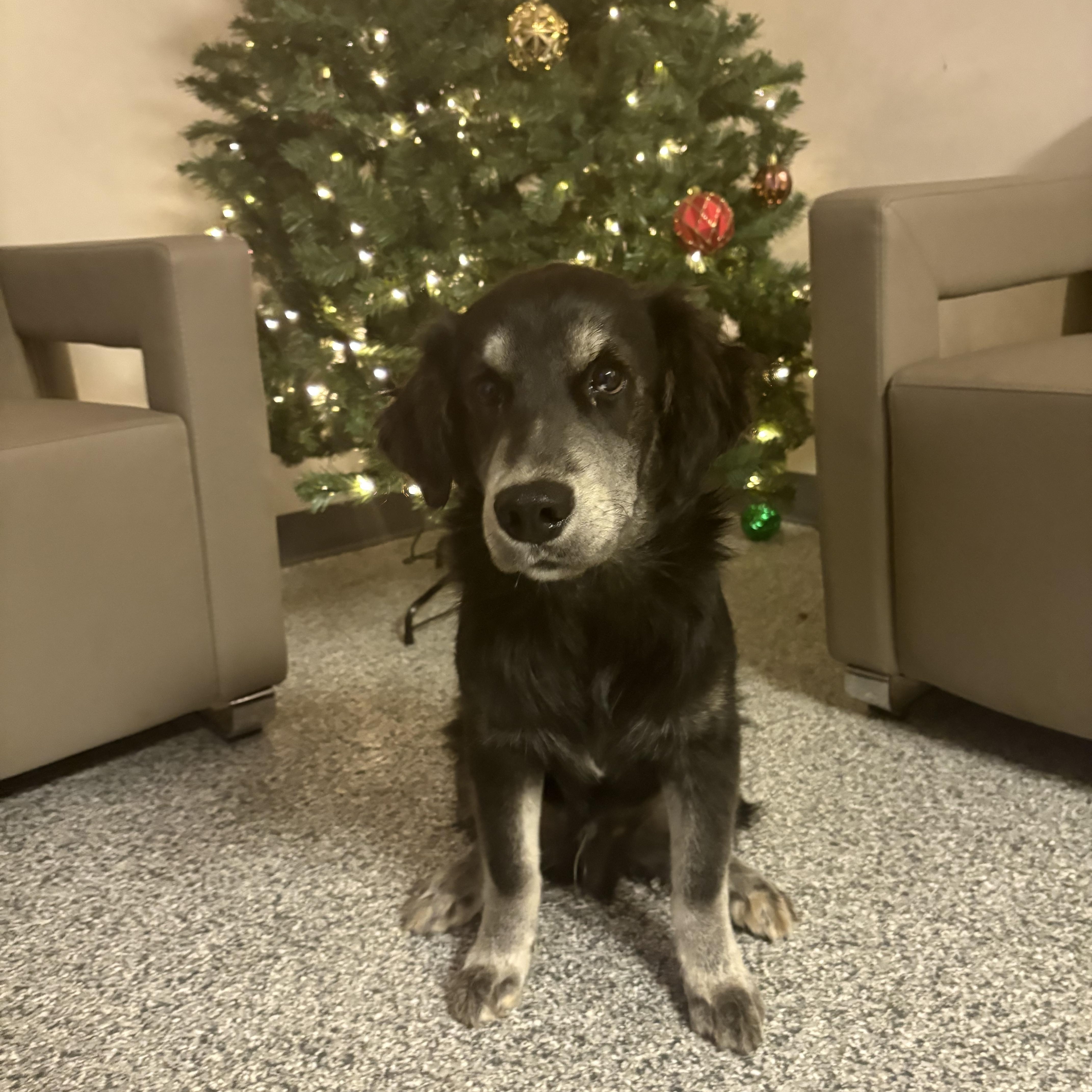 Sokka, adopted, Young Male Mixed Breed.