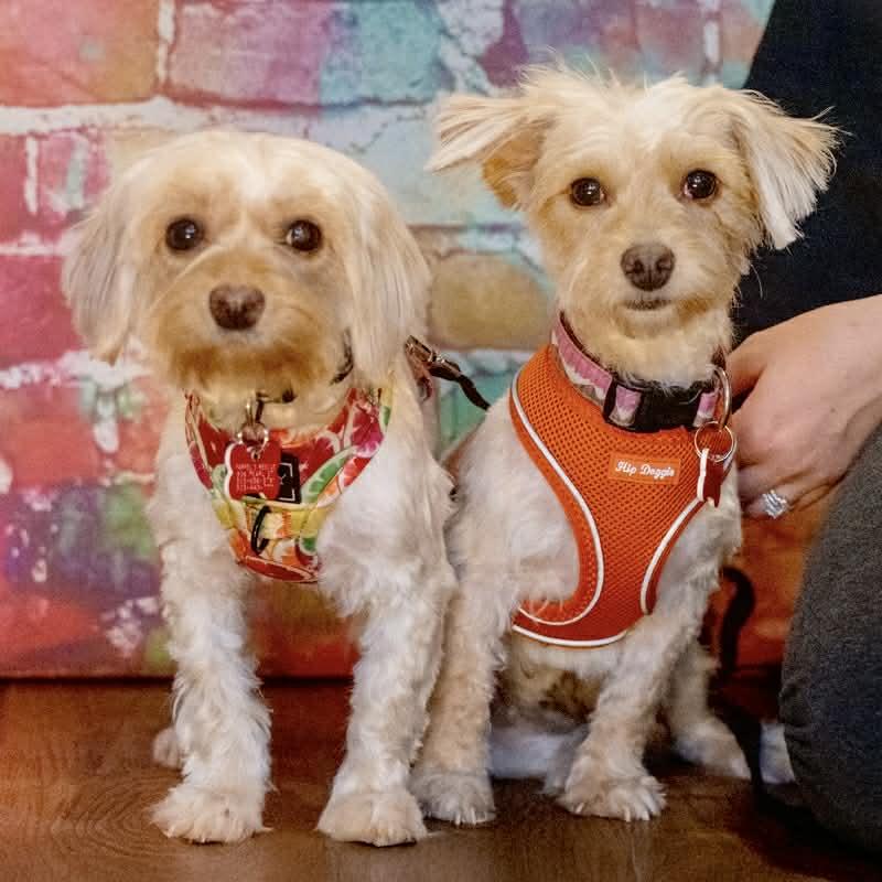 Maisy & Millie, an adopted mixed breed in Boulder, CO image 3/6
