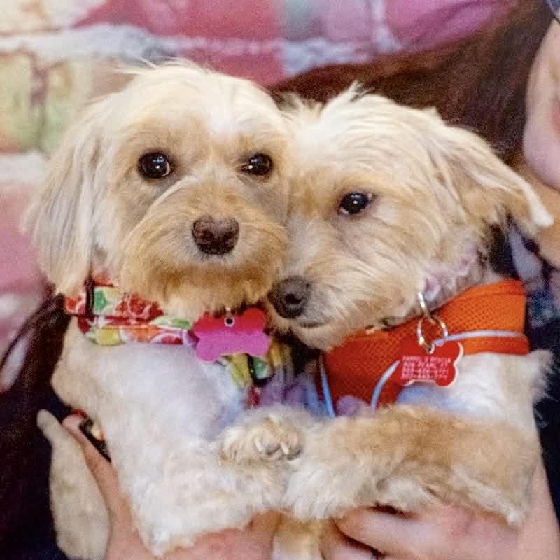 Maisy & Millie, an adopted mixed breed in Boulder, CO image 6/6
