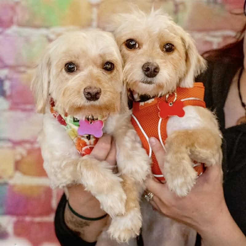 Maisy & Millie, adopted, Adult Female Maltese & Yorkshire Terrier.
