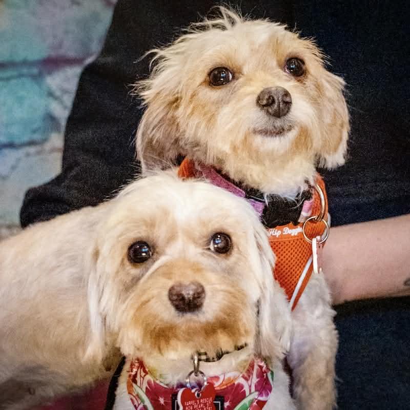 Maisy & Millie, an adopted mixed breed in Boulder, CO image 4/6