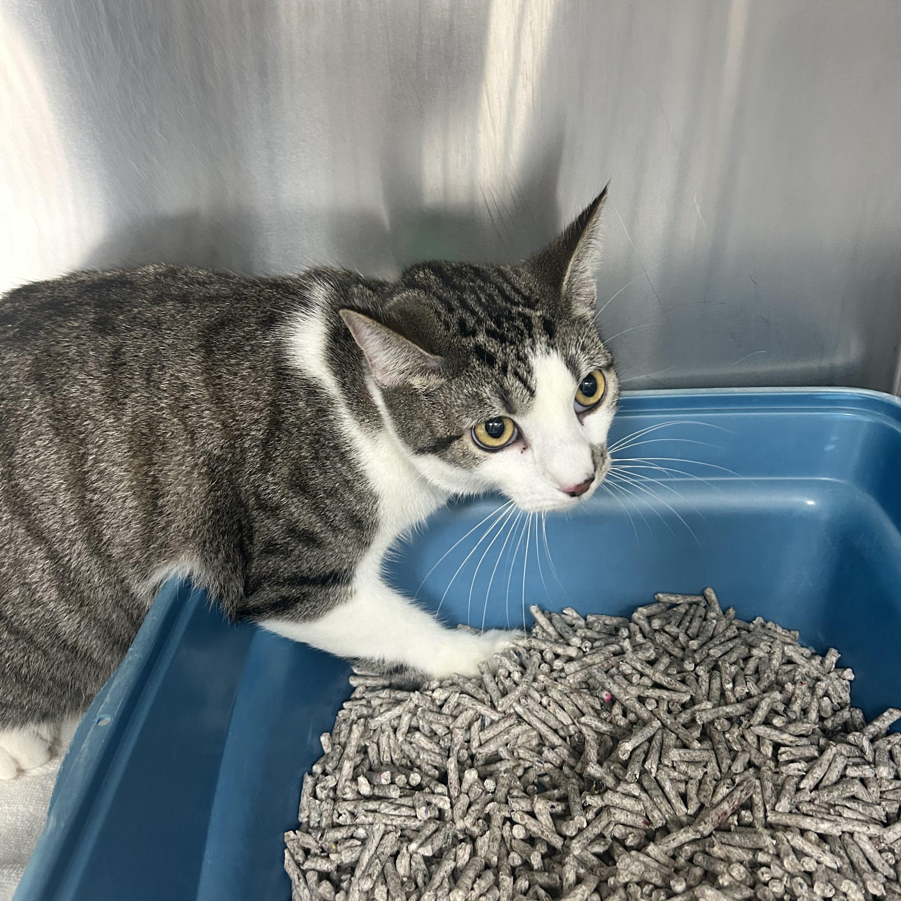 Marty, Adoptable, Young Male Tabby.