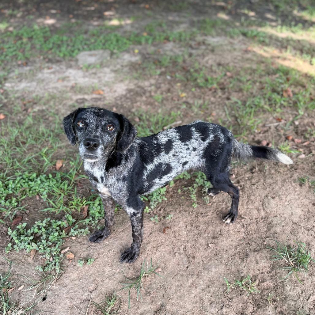 Mars, Adoptable, Adult Female Catahoula Leopard Dog & Mixed Breed.