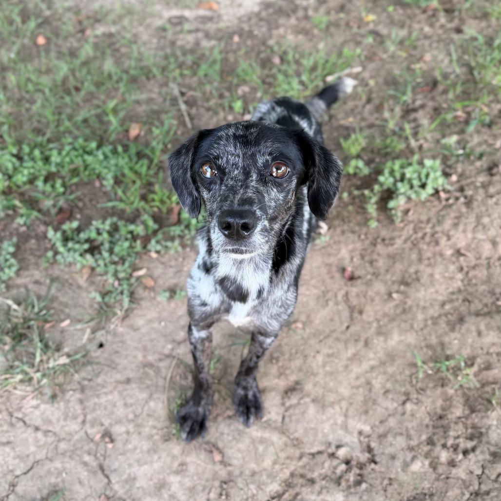 Enlarge Mars, a Adoptable mixed breed in Carencro, LA image 2/5