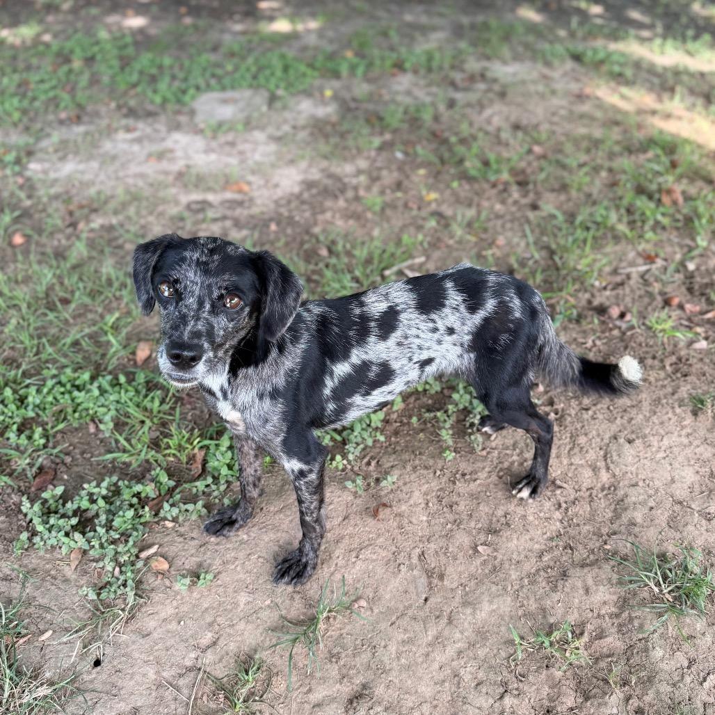 Enlarge Mars, a Adoptable mixed breed in Carencro, LA image 3/5