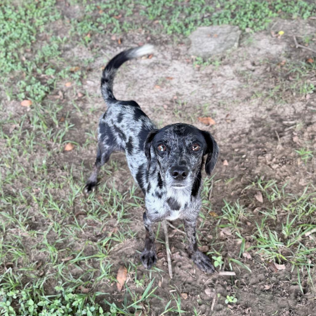 Enlarge Mars, a Adoptable mixed breed in Carencro, LA image 4/5