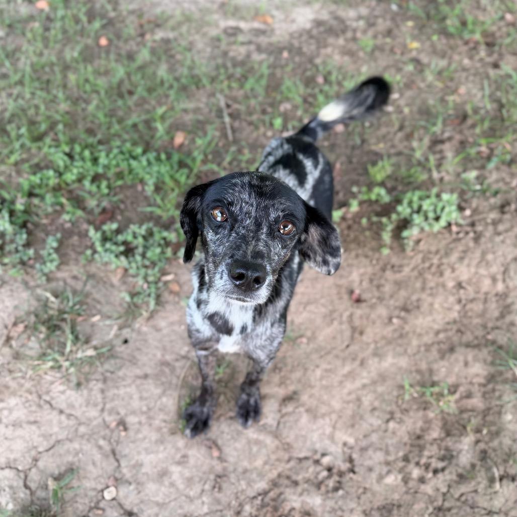 Enlarge Mars, a Adoptable mixed breed in Carencro, LA image 5/5