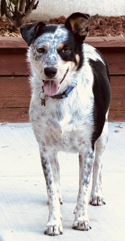 Enlarge Lucy, an adopted mixed breed in South Lake Tahoe , CA image 4/6