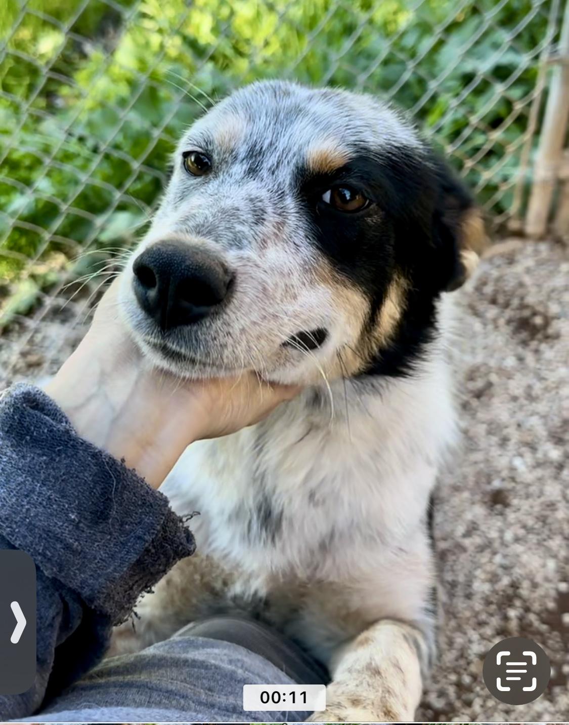 Enlarge Lucy, an adopted mixed breed in South Lake Tahoe , CA image 2/6