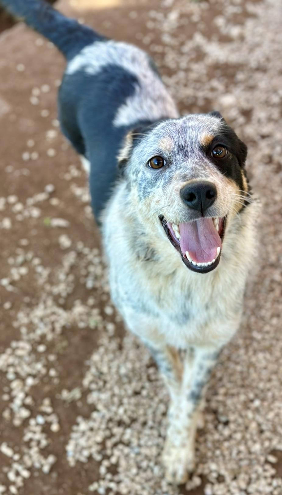 Lucy, adopted, Young Female Australian Cattle Dog / Blue Heeler & Australian Shepherd.