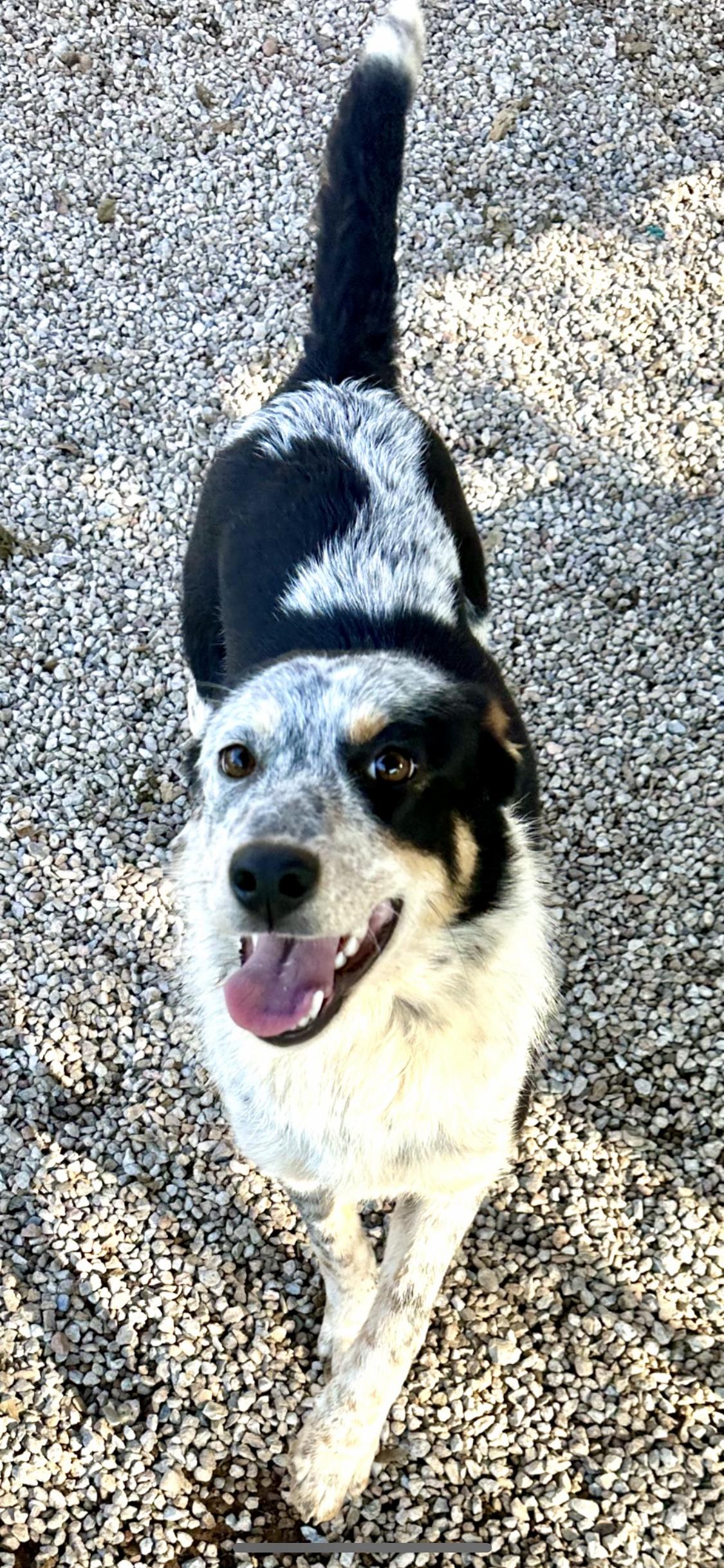 Enlarge Lucy, an adopted mixed breed in South Lake Tahoe , CA image 6/6
