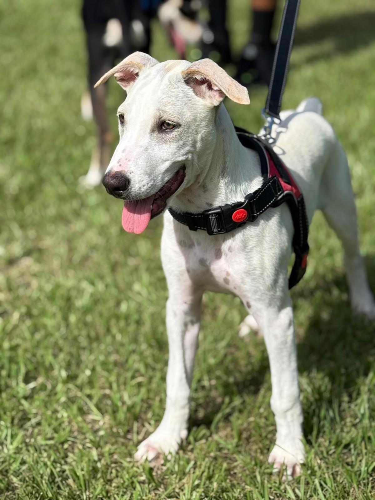 Bolt "...straight To Your thumbnail 3