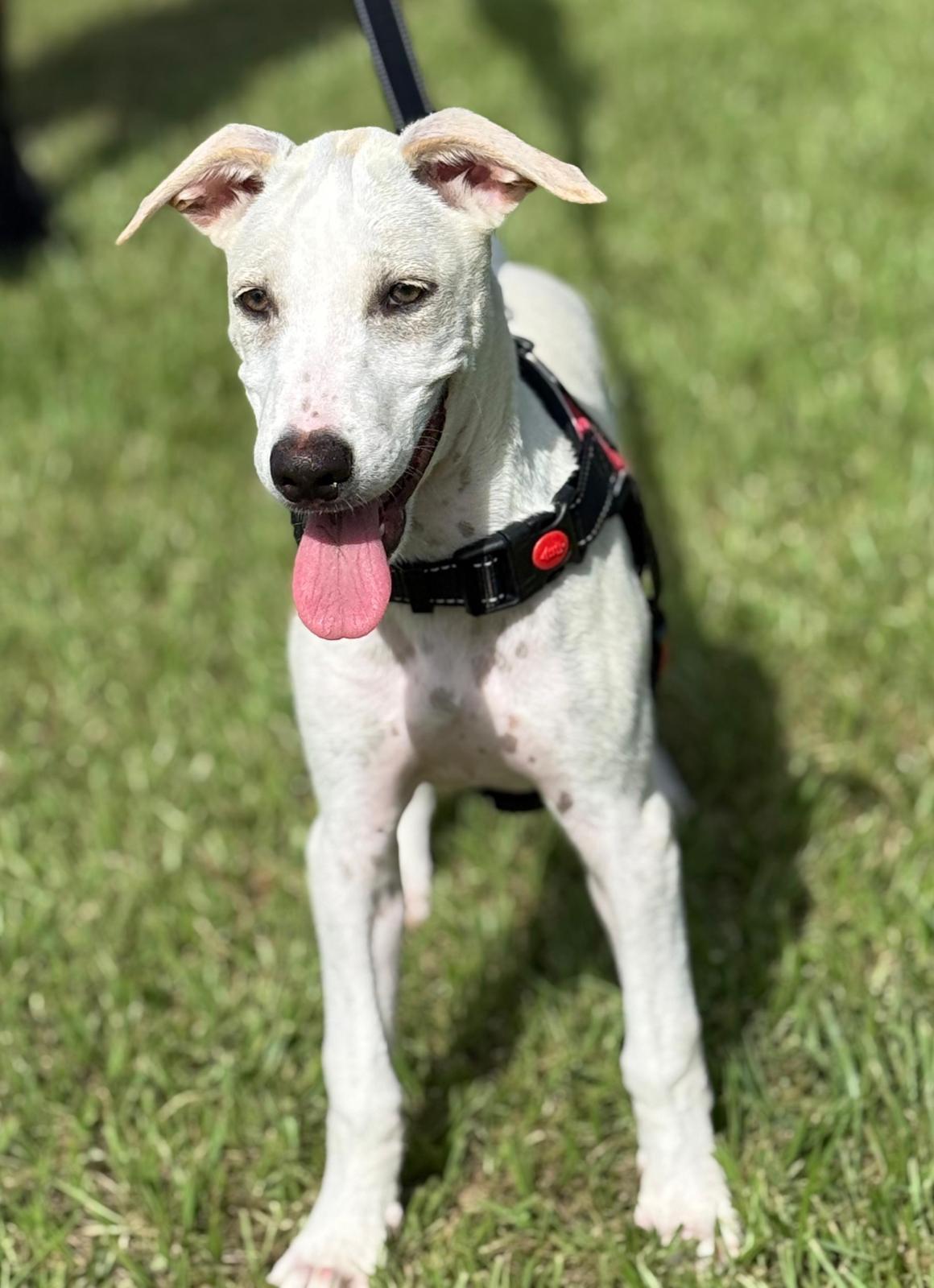 Bolt "...straight To Your thumbnail 4