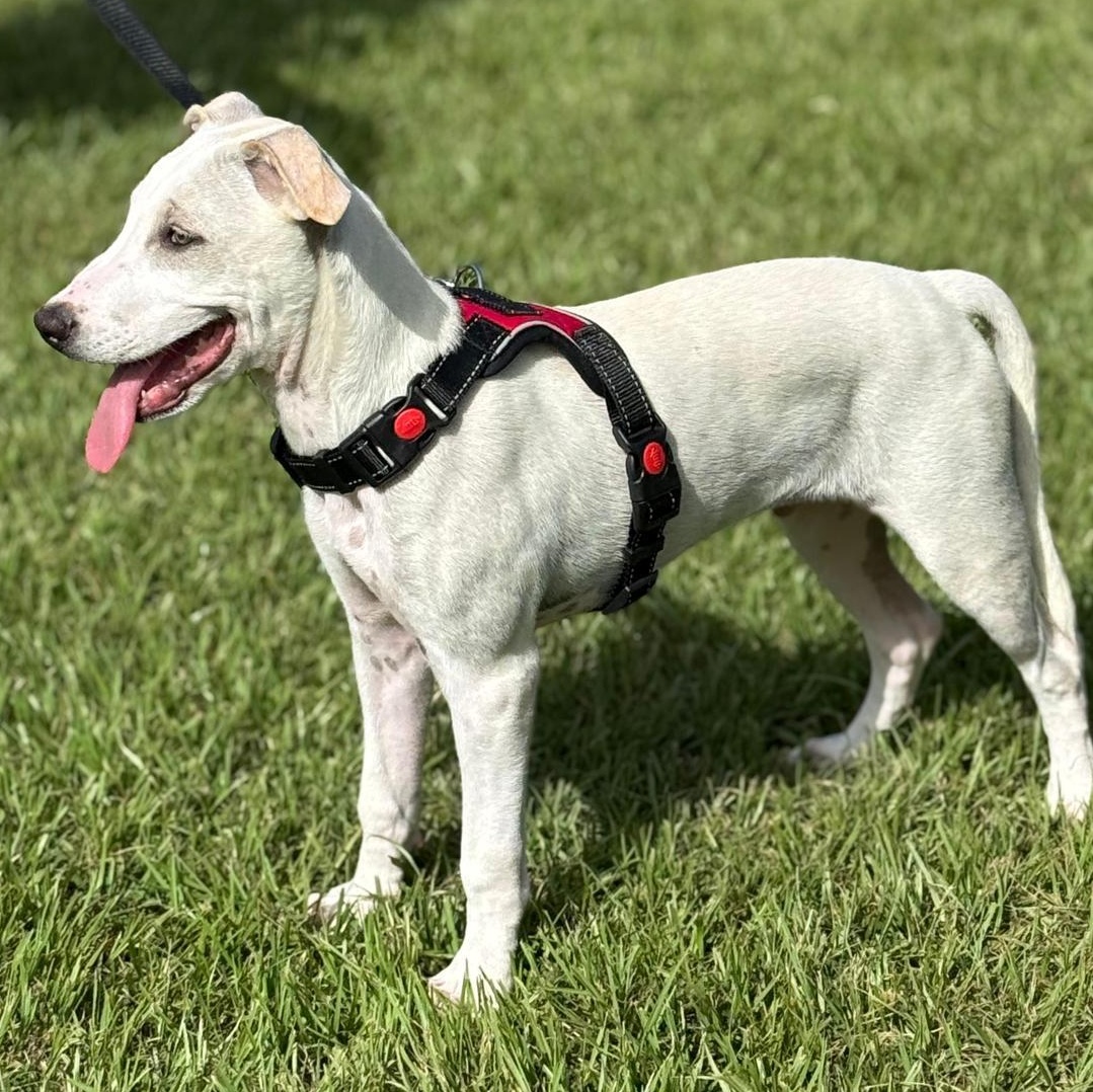 Bolt "...straight To Your thumbnail 5