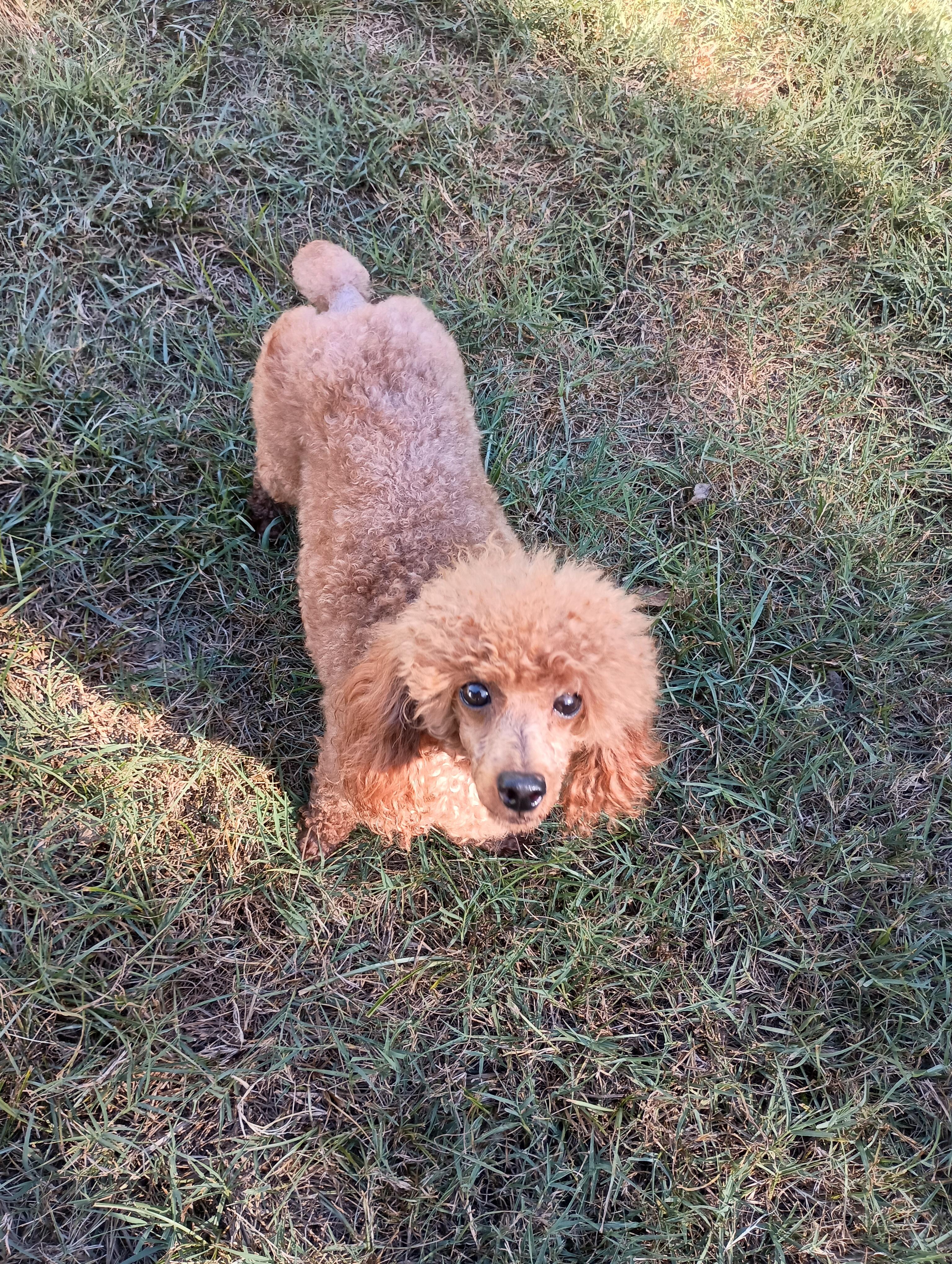Enlarge Sara, a Adopted mixed breed in Louisville, KY image 2/3