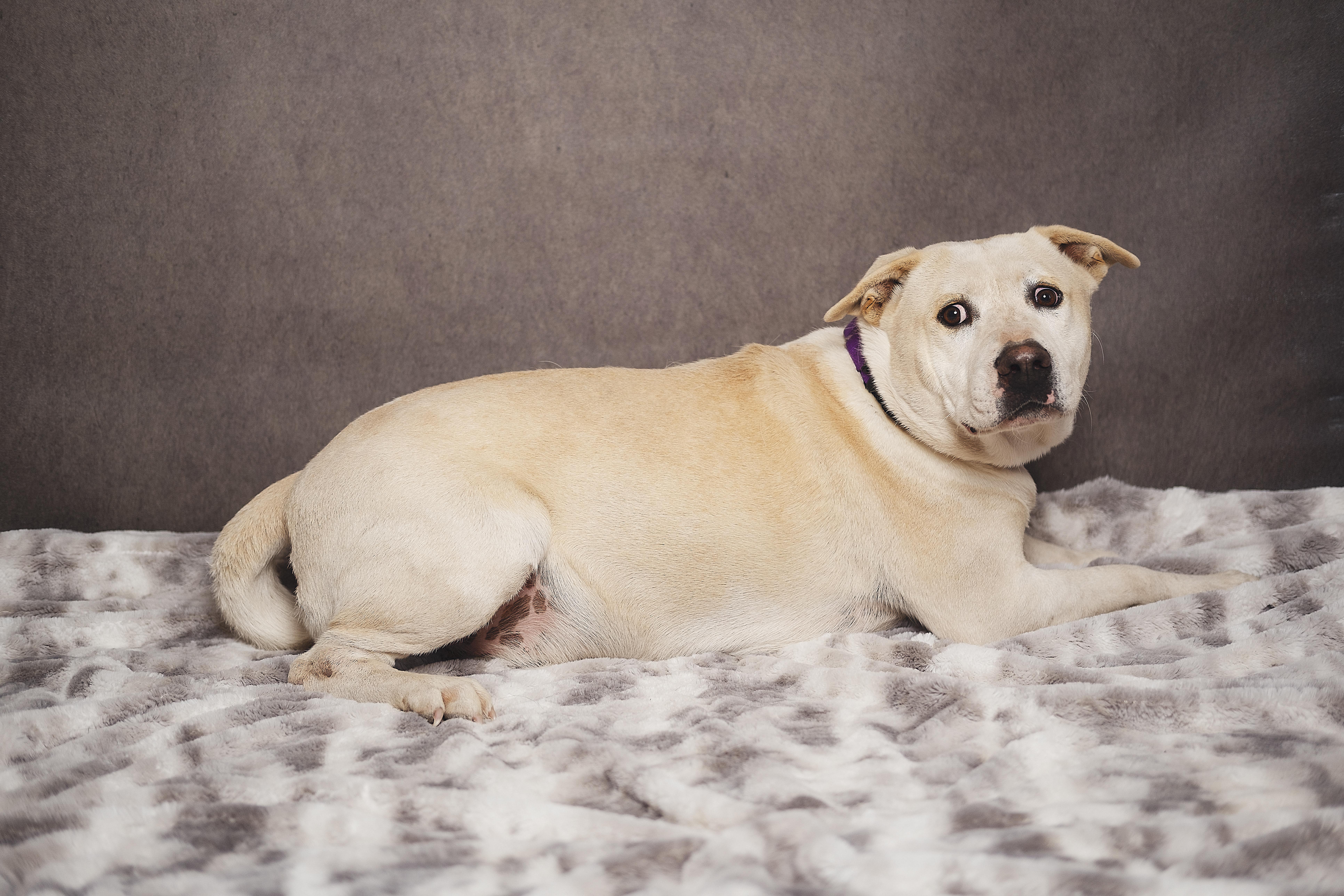 Enlarge Jasper, a Adoptable mixed breed in Lubbock, TX image 1/5
