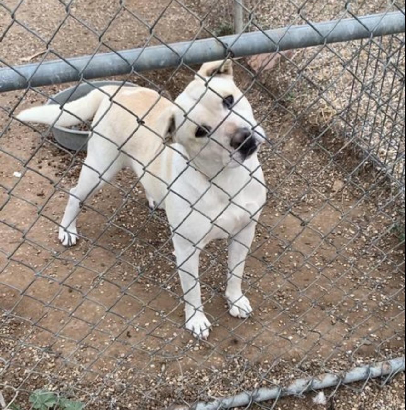 Enlarge Jasper, a Adoptable mixed breed in Lubbock, TX image 2/5