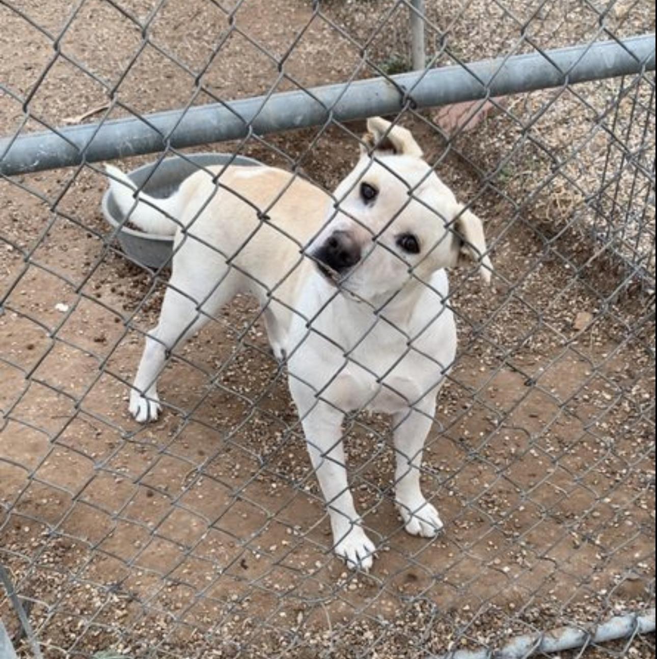 Enlarge Jasper, a Adoptable mixed breed in Lubbock, TX image 3/5