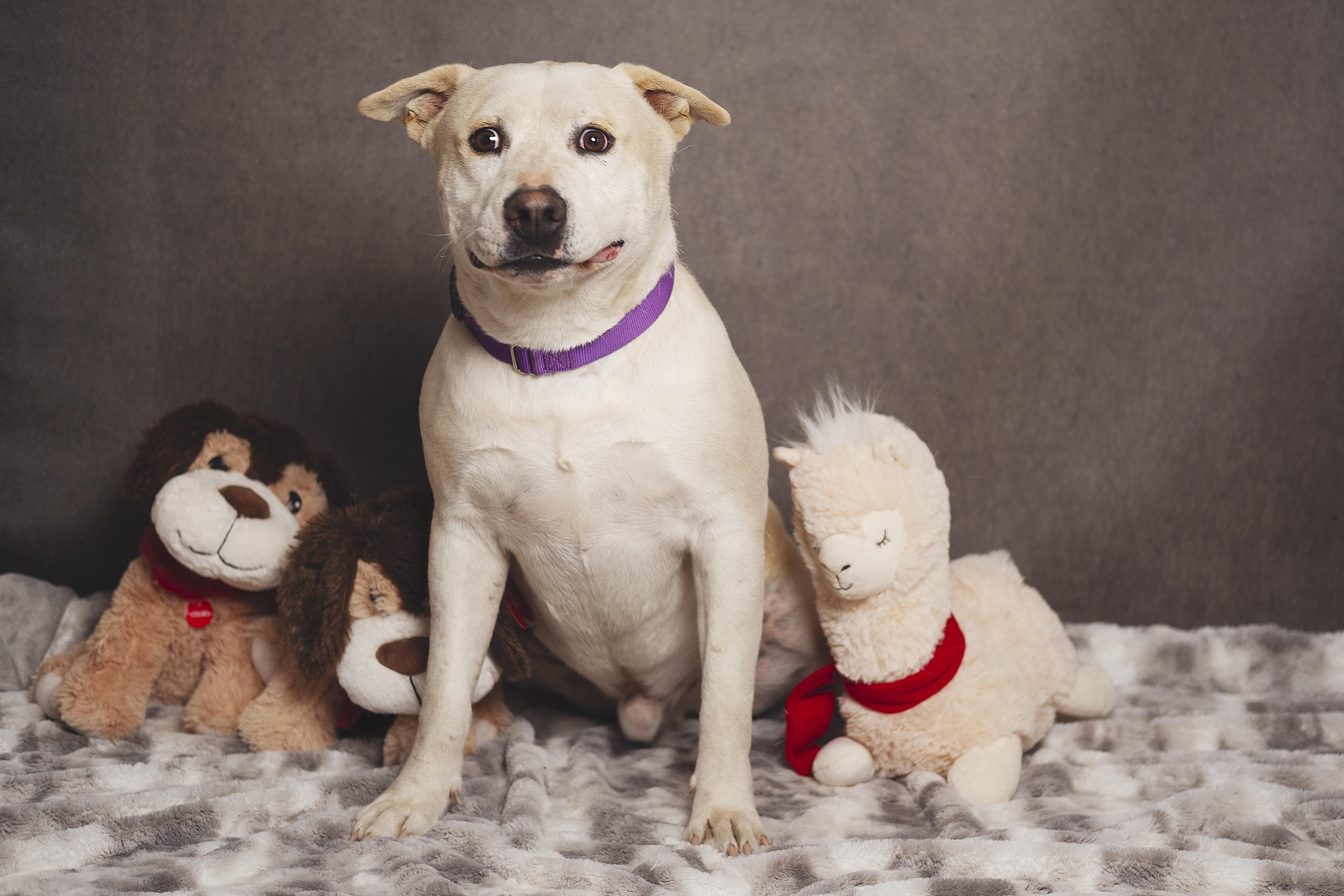 Enlarge Jasper, a Adoptable mixed breed in Lubbock, TX image 4/5
