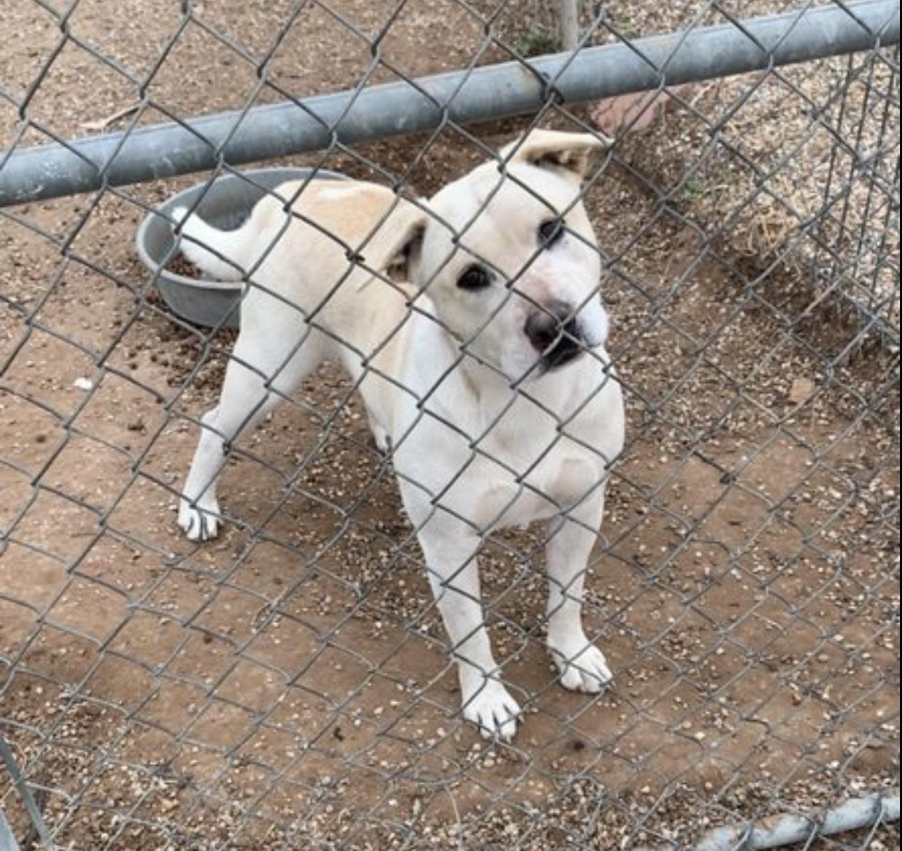 Enlarge Jasper, a Adoptable mixed breed in Lubbock, TX image 5/5