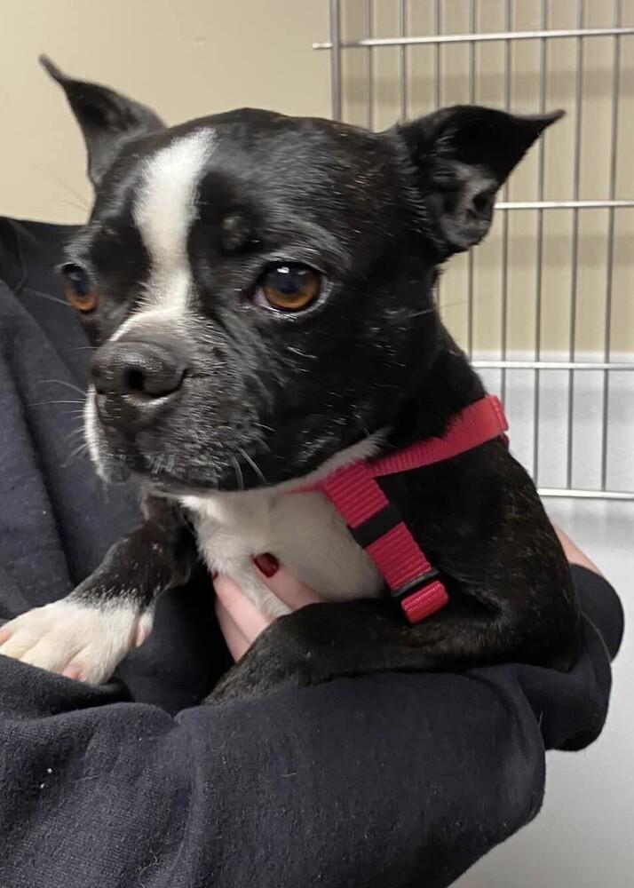 Enlarge Rosie Fuentes KY3939, a Adopted Boston Terrier in Maryville, TN image 1/3