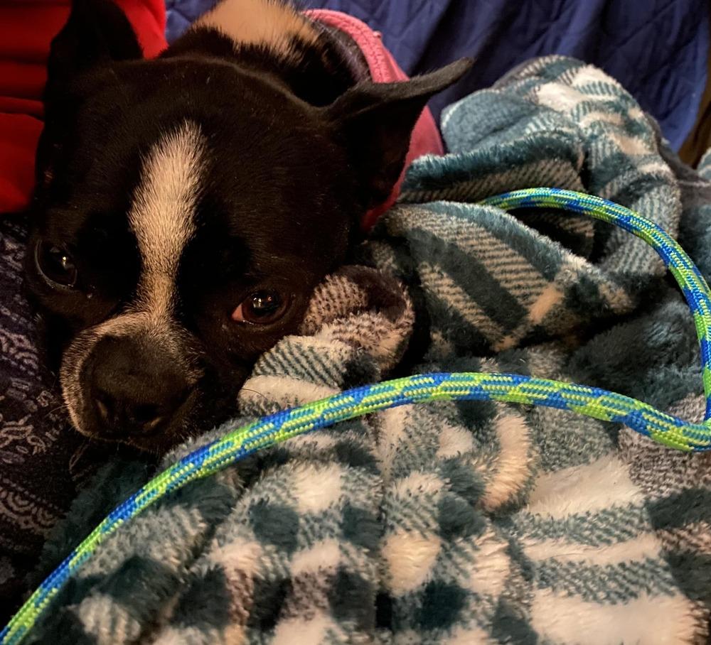 Enlarge Rosie Fuentes KY3939, a Adopted Boston Terrier in Maryville, TN image 3/3