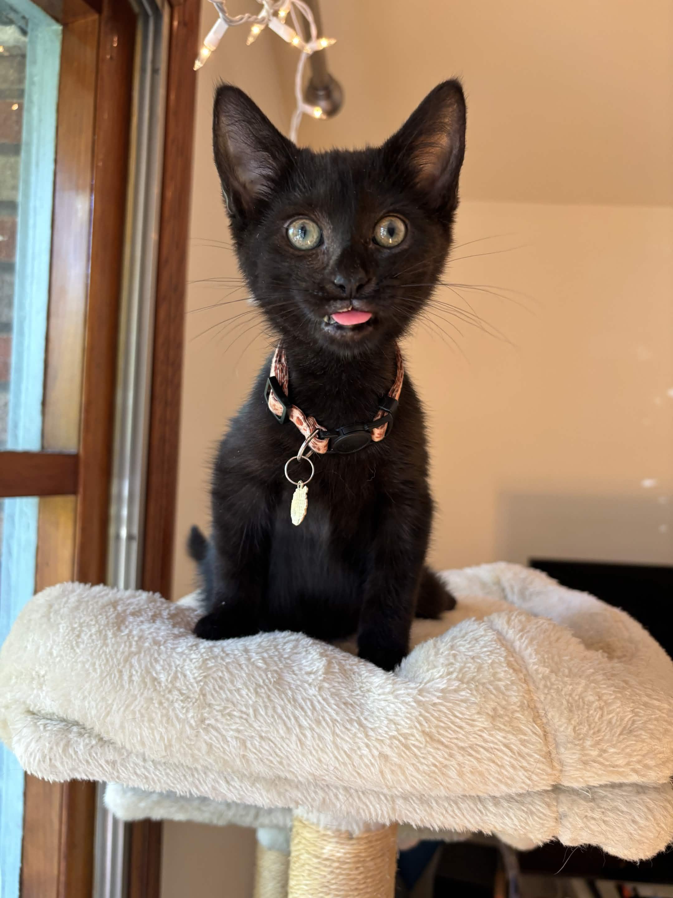 Enlarge Gala, a Adoptable Domestic Short Hair in Weehawken, NJ image 1/6