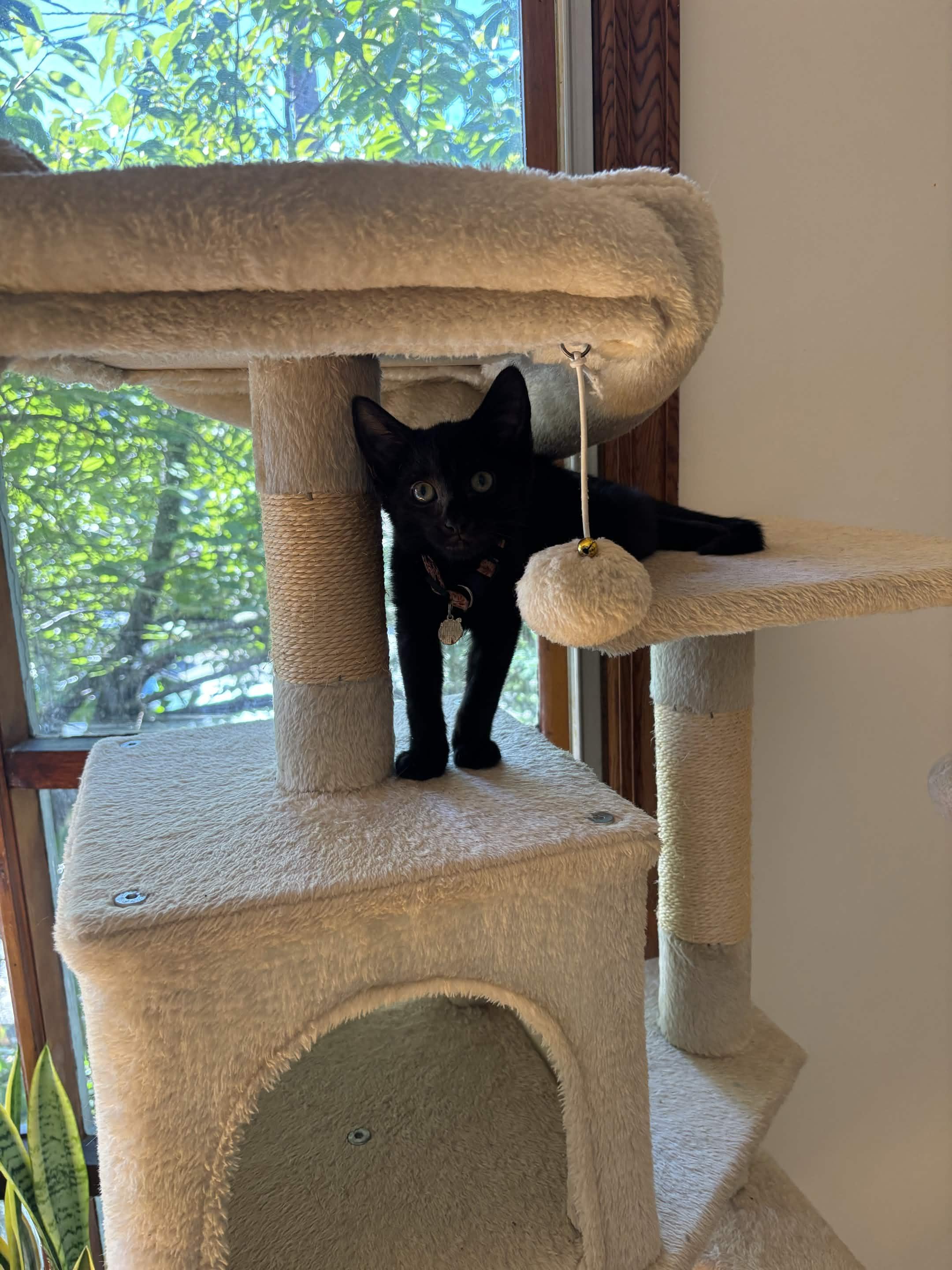 Enlarge Gala, a Adoptable Domestic Short Hair in Weehawken, NJ image 4/6
